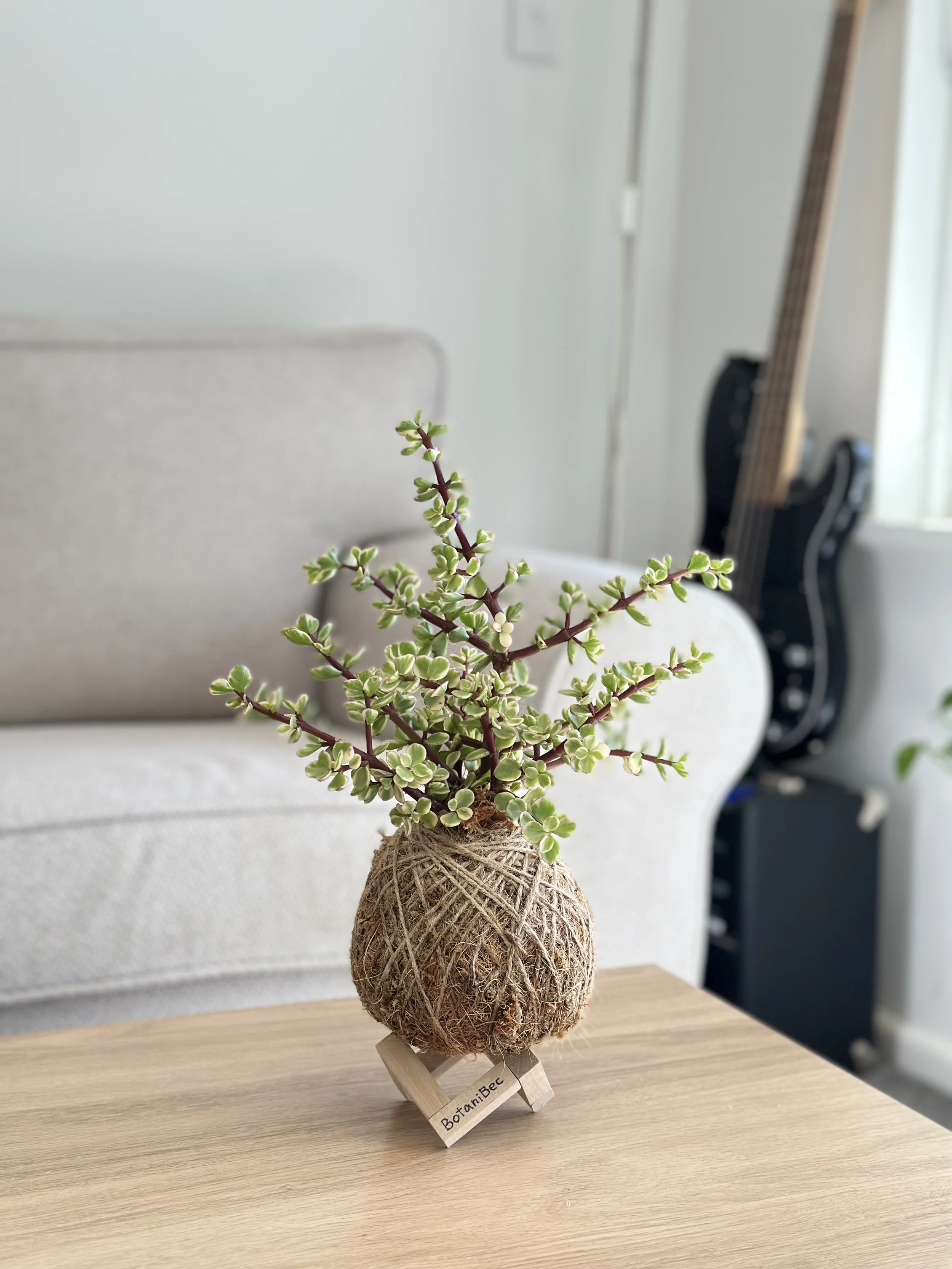 Variegated Dwarf Jade kokedama displayed on a wooden stand, styled on a wooden table with a soft neutral interior background