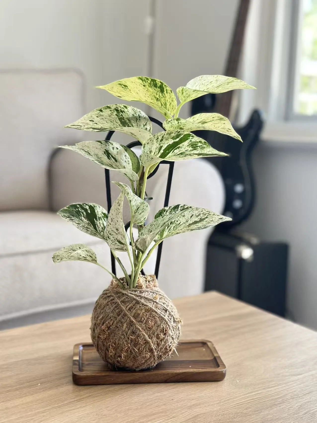 Epipremnum Marble Queen1.jpg