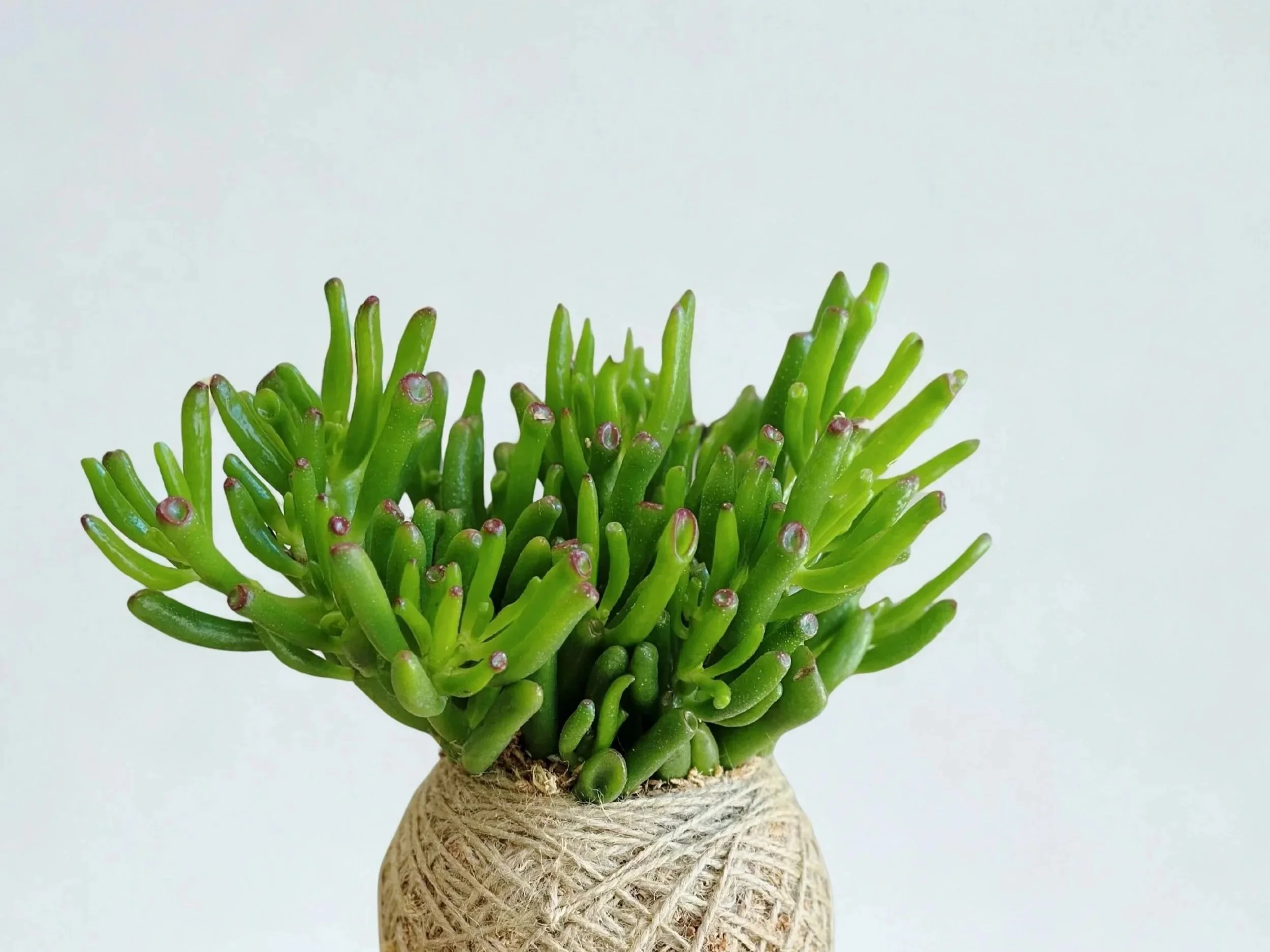 A green succulent plant with elongated, finger-like leaves in a small, rounded pot wrapped with twine