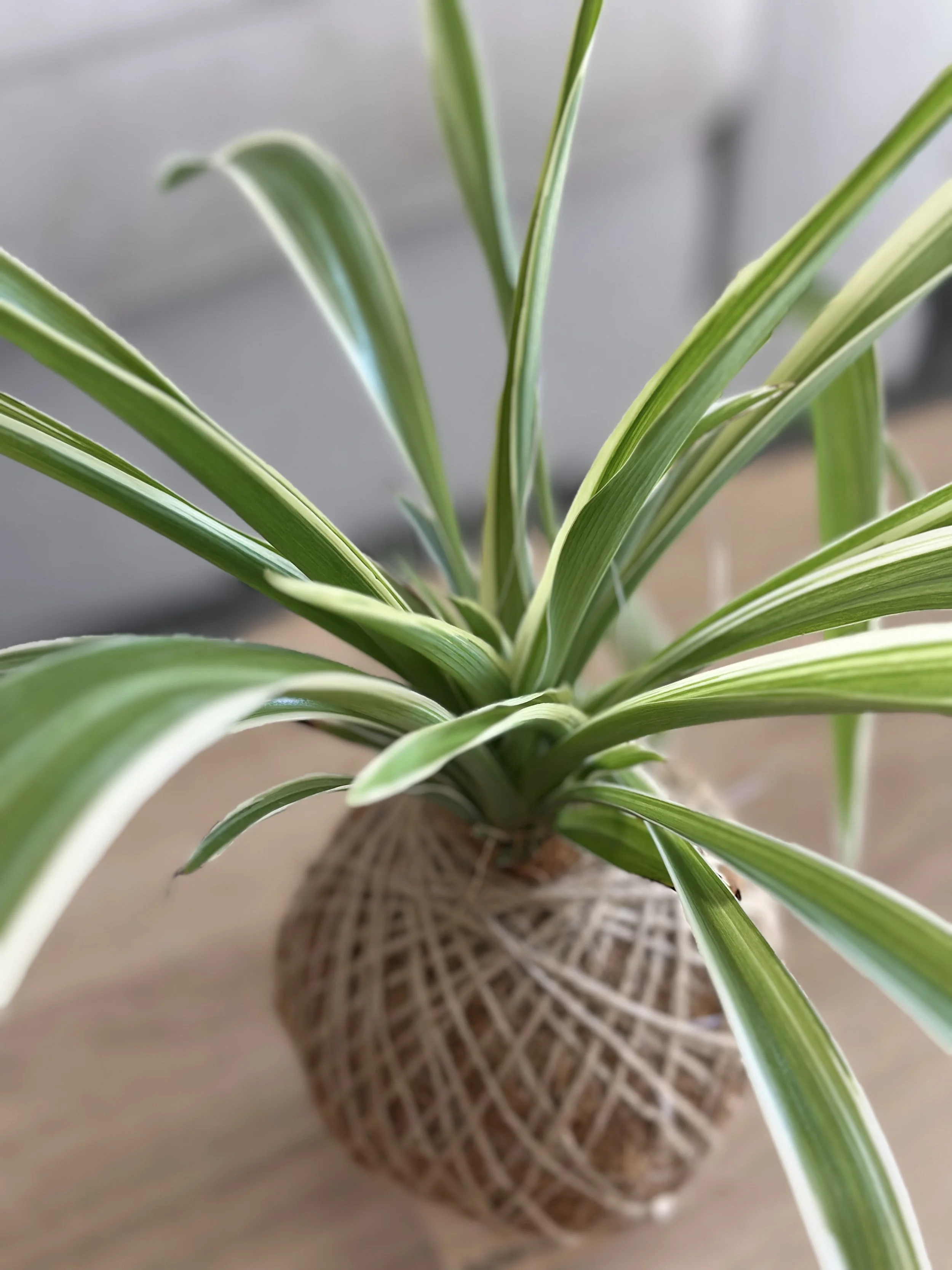 Close-up of Spider Plant leaves showing elegant green and white variegated stripes in a handcrafted kokedama.