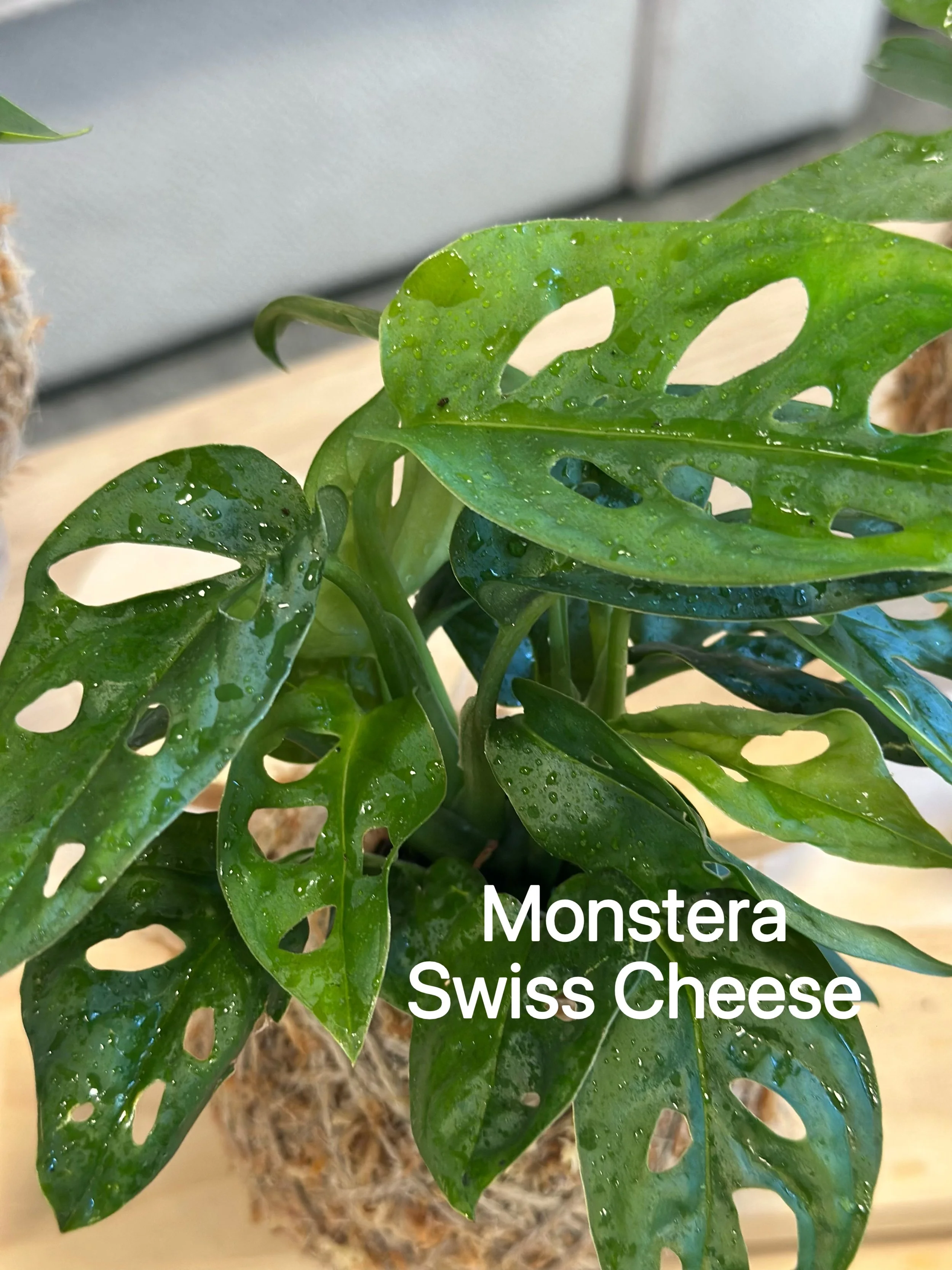 Close-up of handcrafted Mostera Swiss Cheese kokedama moss ball with natural twine detail, styled on a wooden surface with soft neutral background