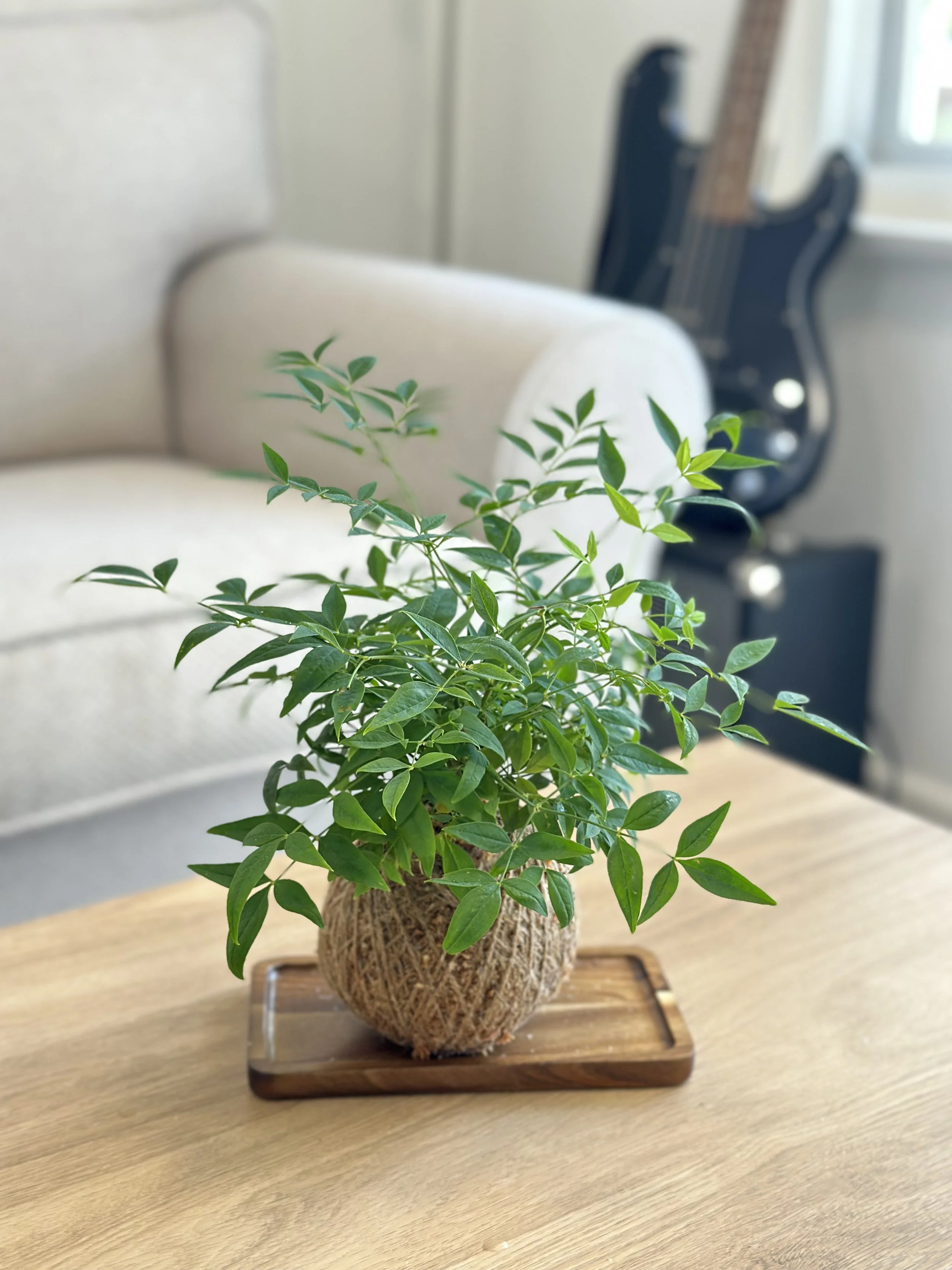 Magical Lemon Lime Kokedama