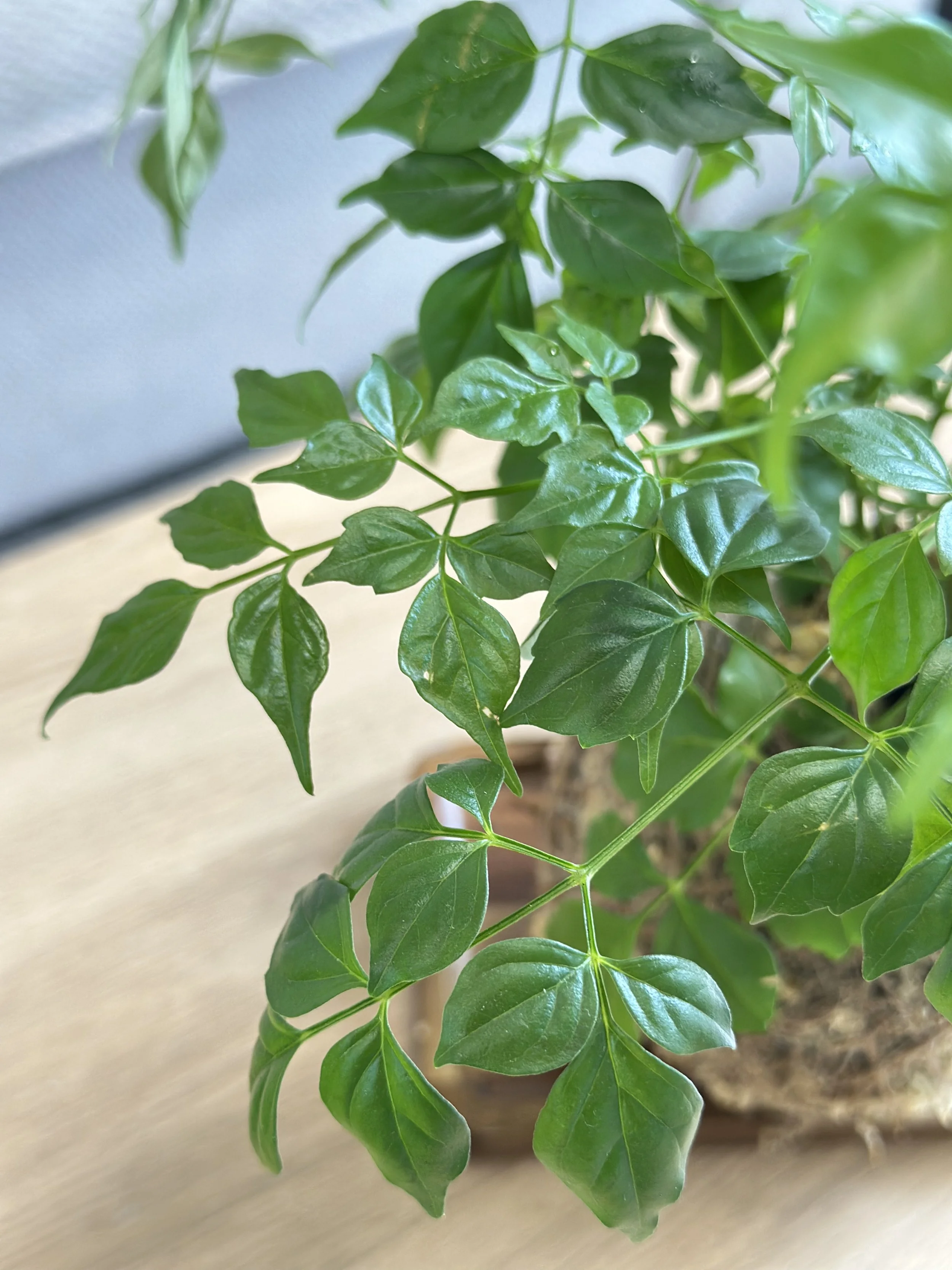 Asian Bell Tree2.jpg