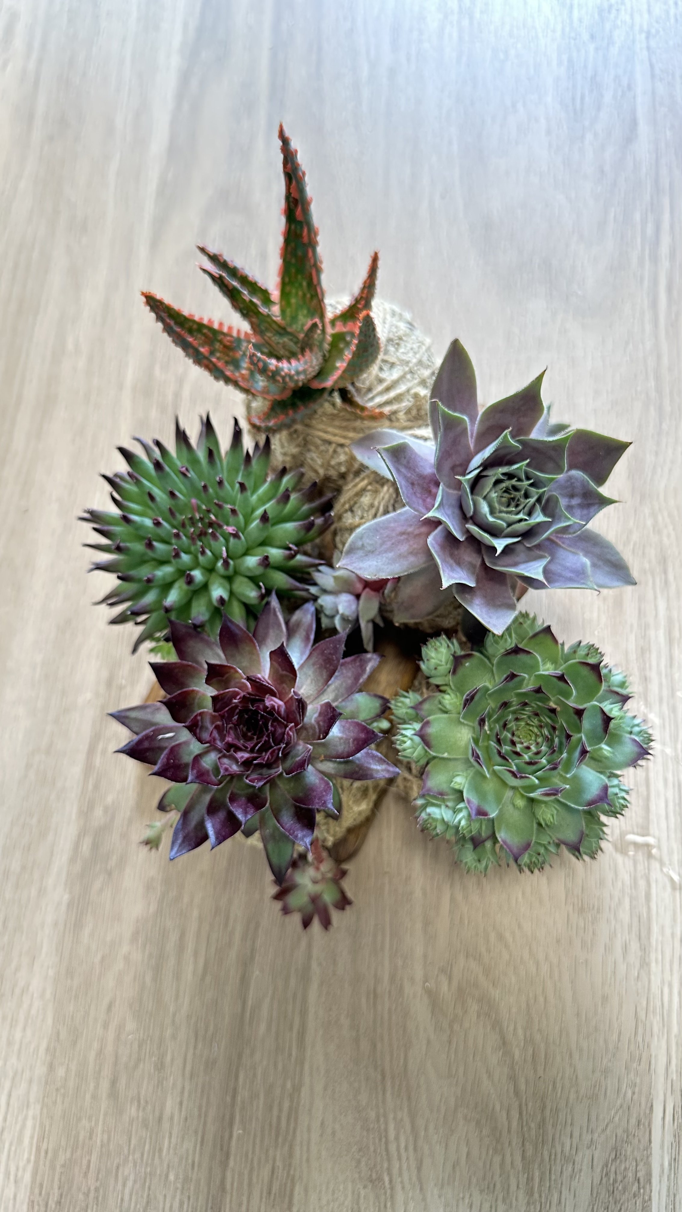 Succulent combo2.jpg