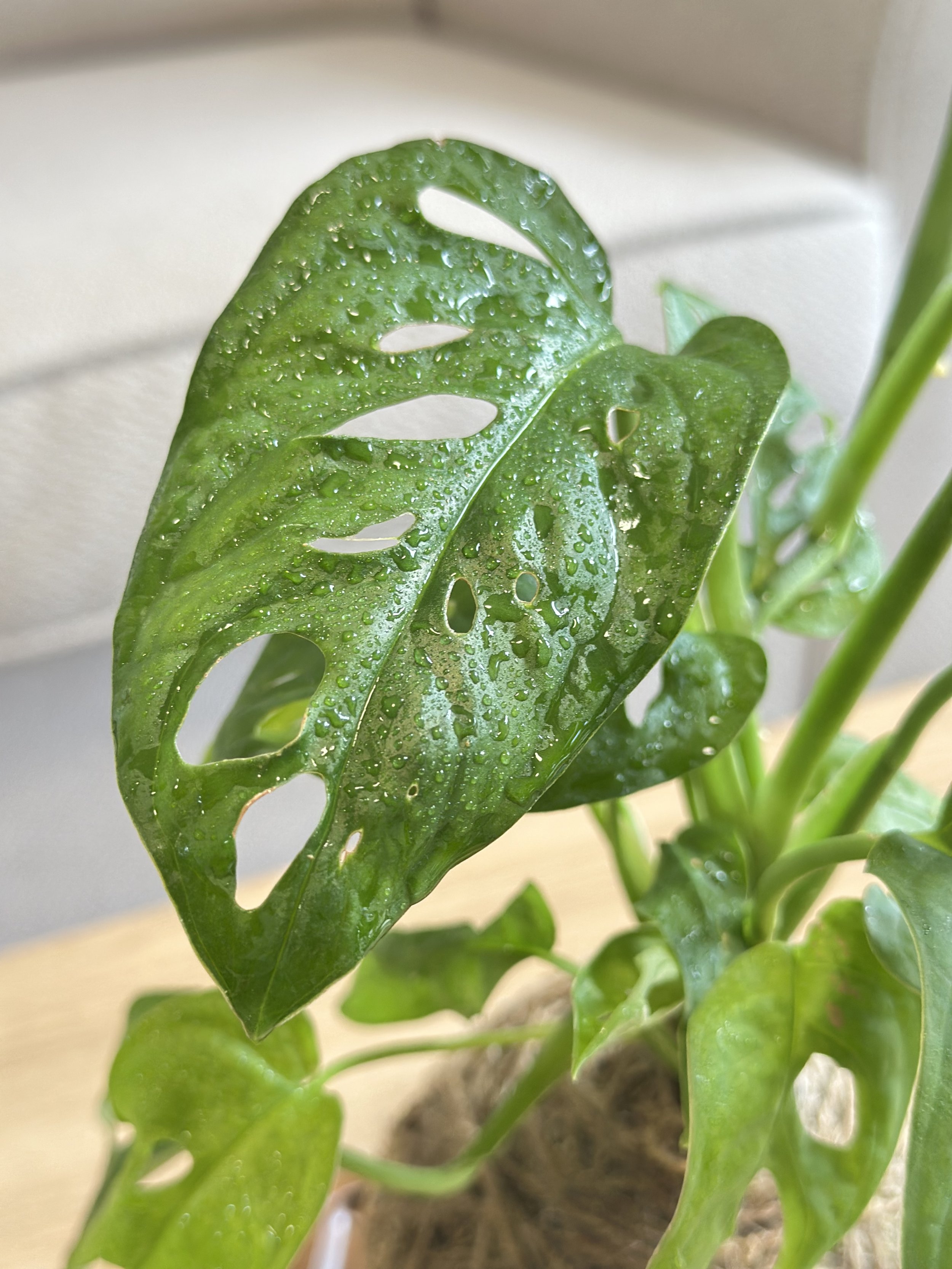 Monstera Swiss Cheese2.jpg