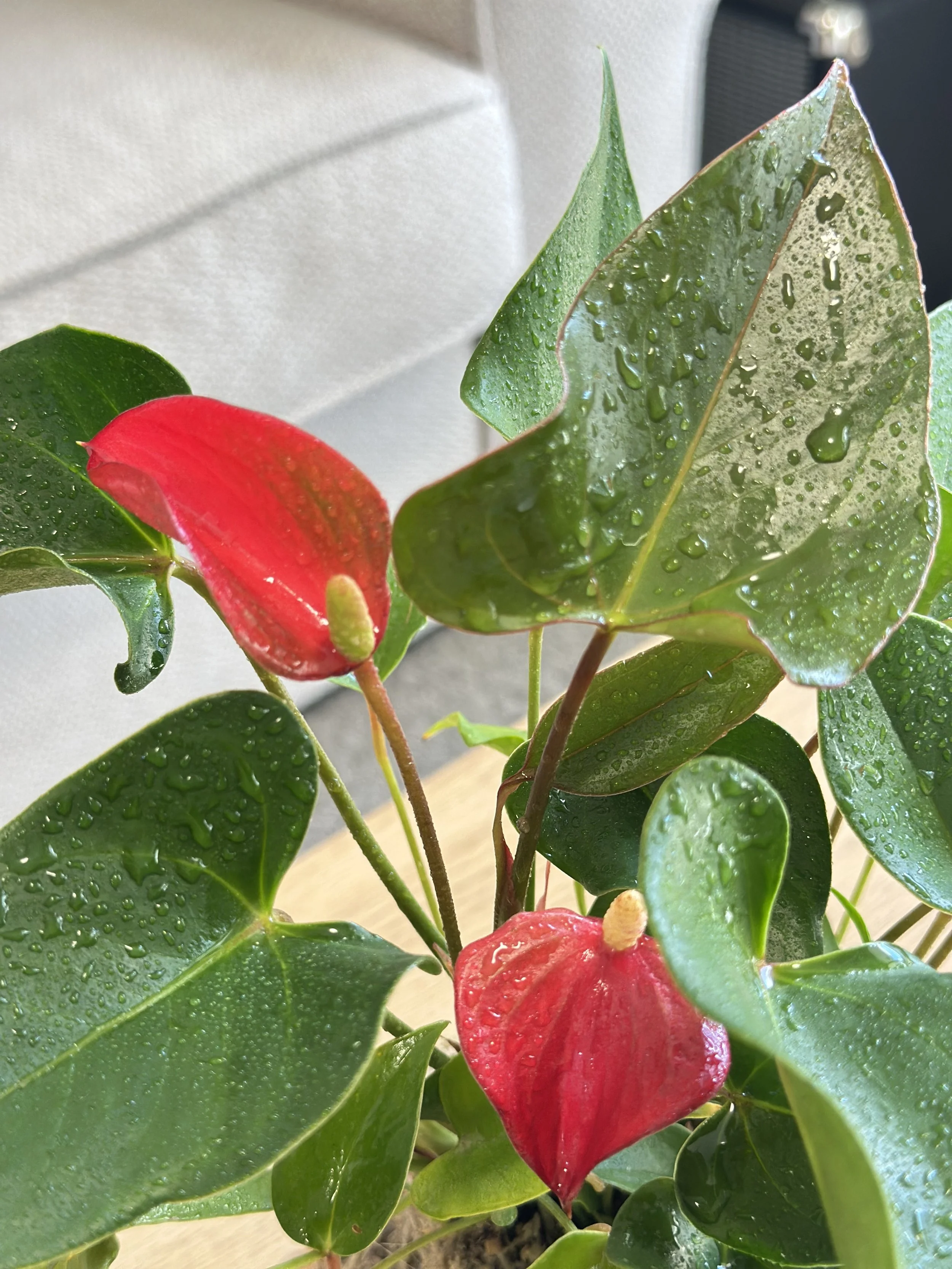 Anthurium2.jpg