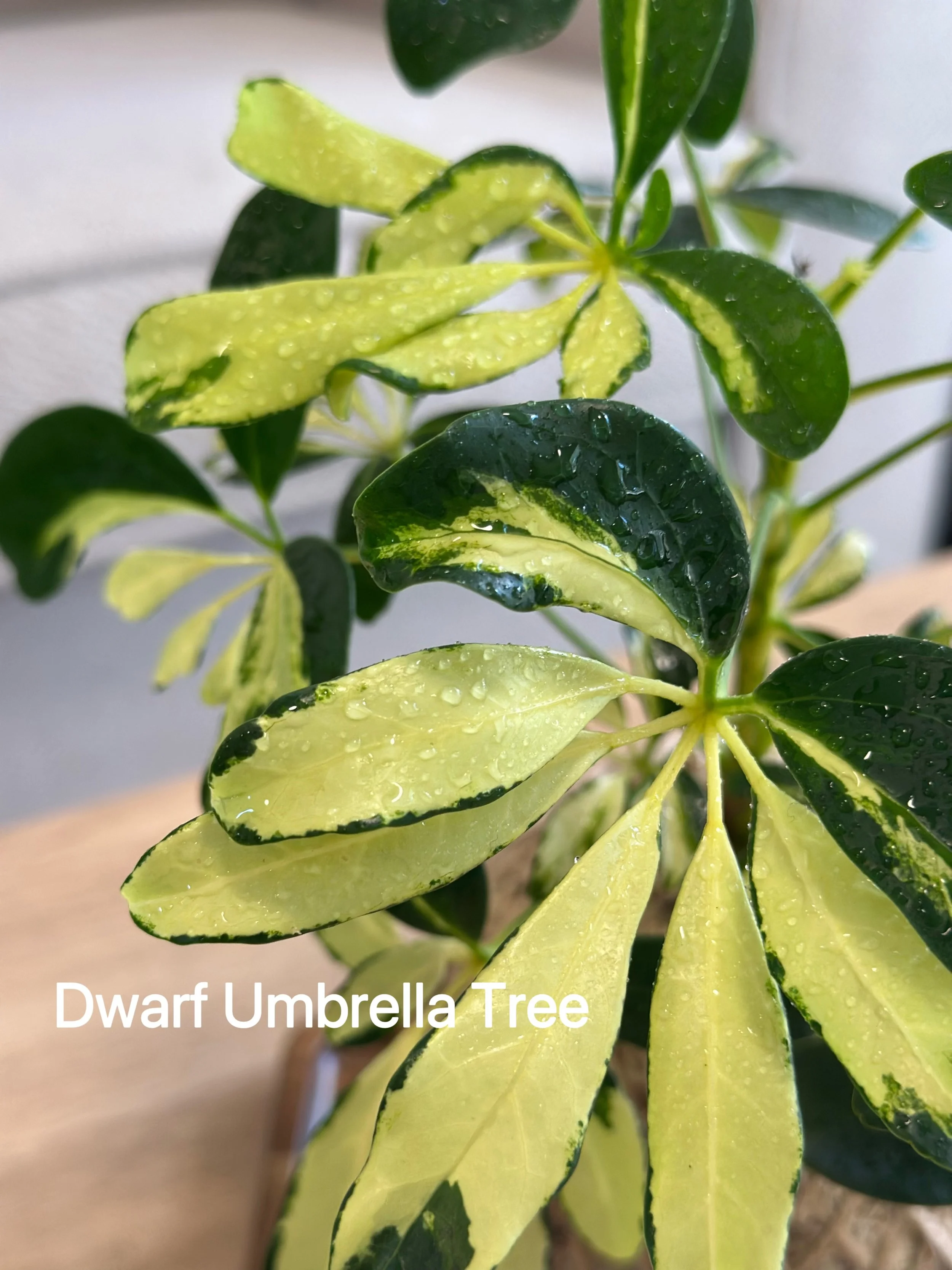 Dwarf Umbrella Tree3.jpg