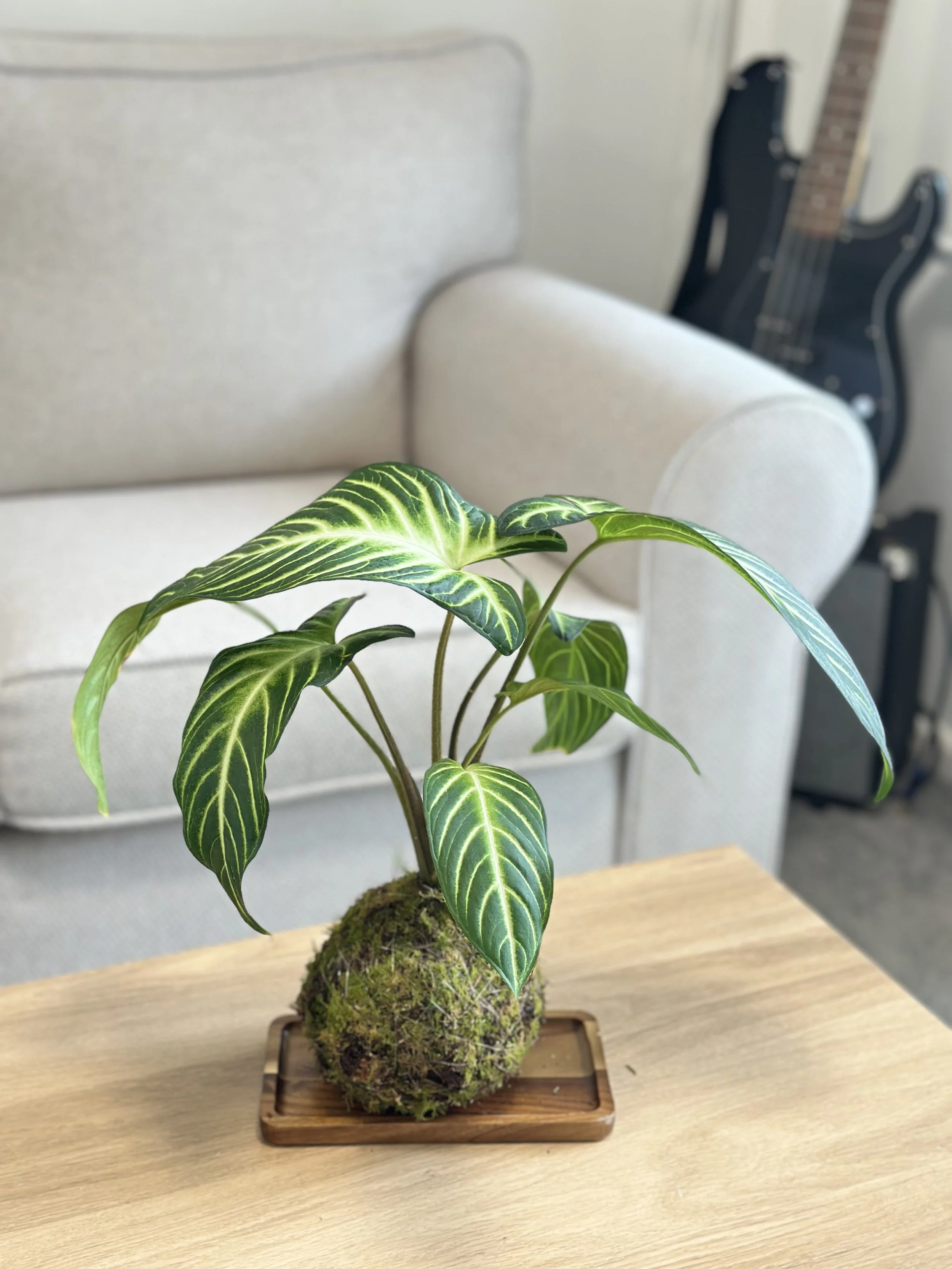 Caladium Kokedama with Fresh Moss