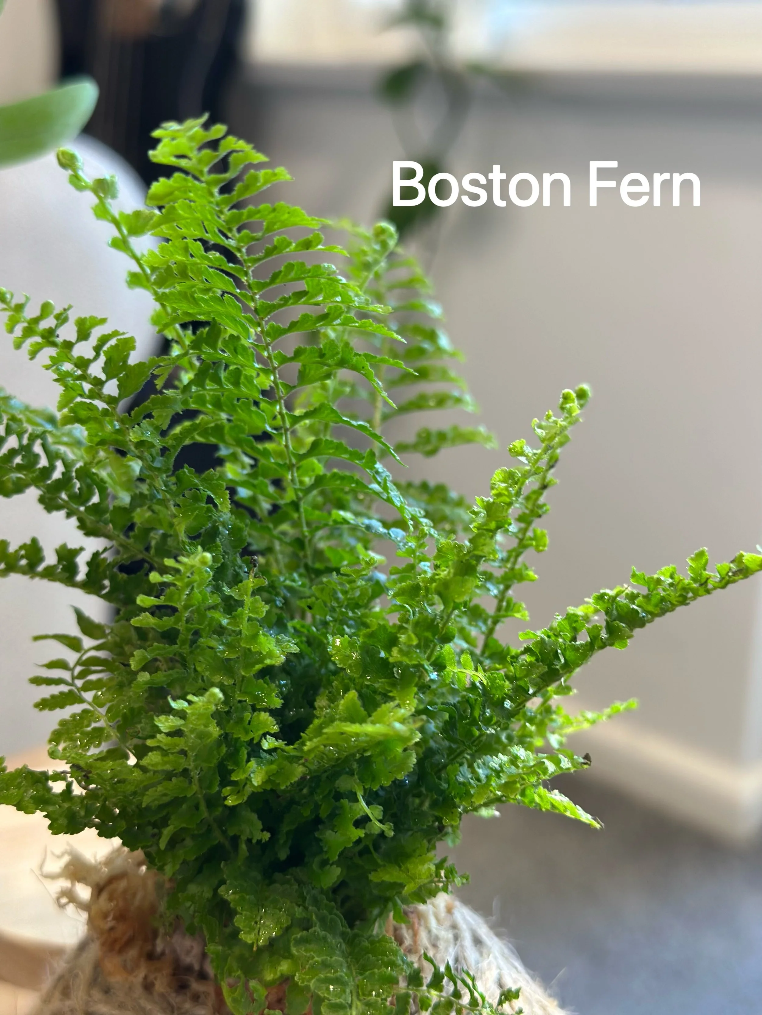 Close-up of handcrafted Boston Fern kokedama moss ball with natural twine detail, styled on a wooden surface with soft neutral background