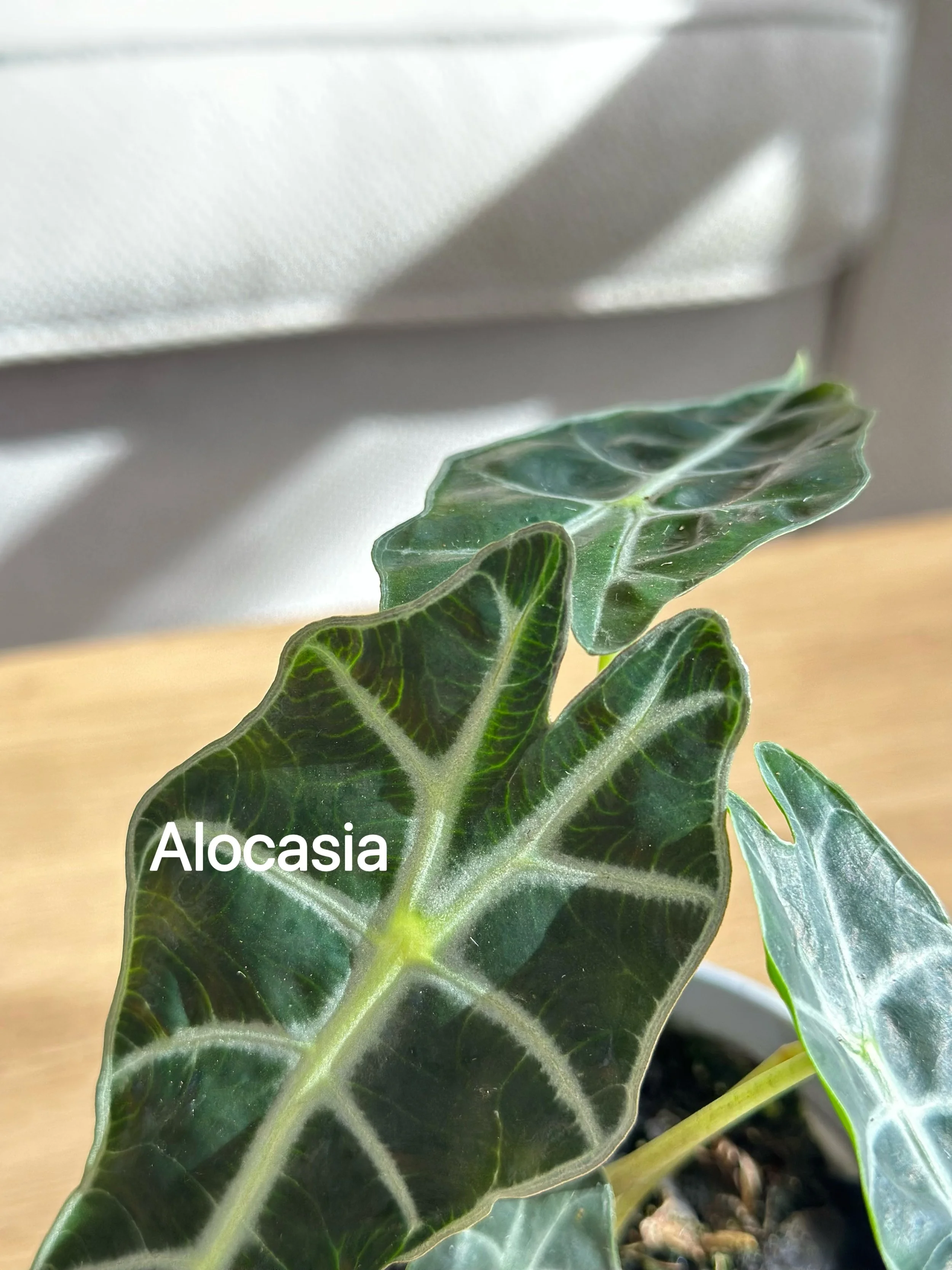 Alocasia amazonica2.jpg