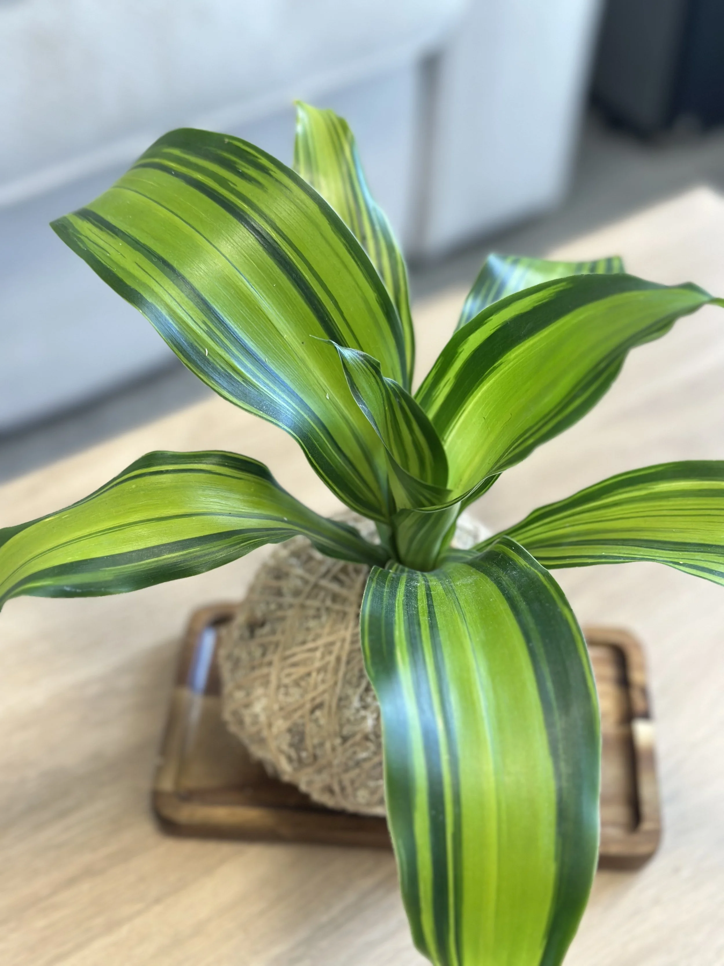 Dracaena Marley2.jpg