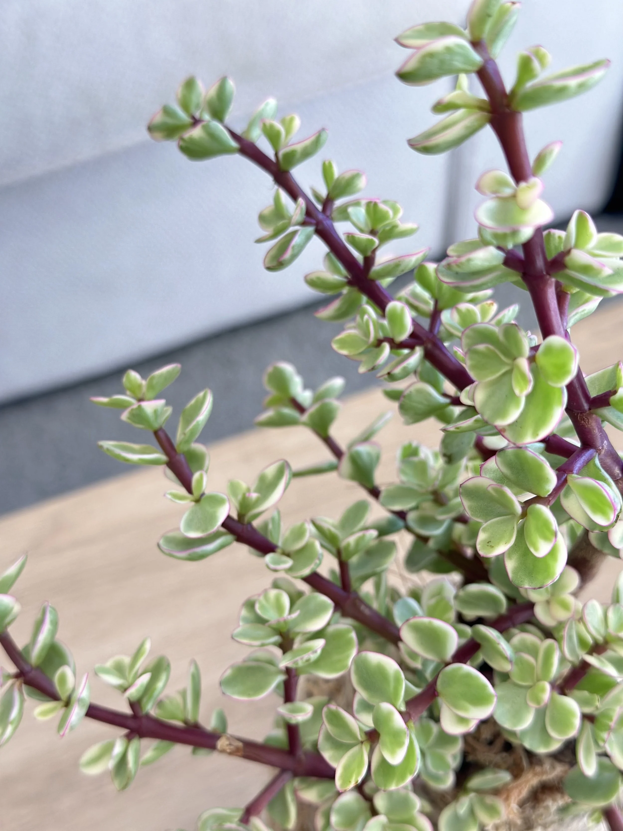 Close-up of variegated Dwarf Jade leaves showing creamy edges and reddish stems, styled in a minimalist indoor setting