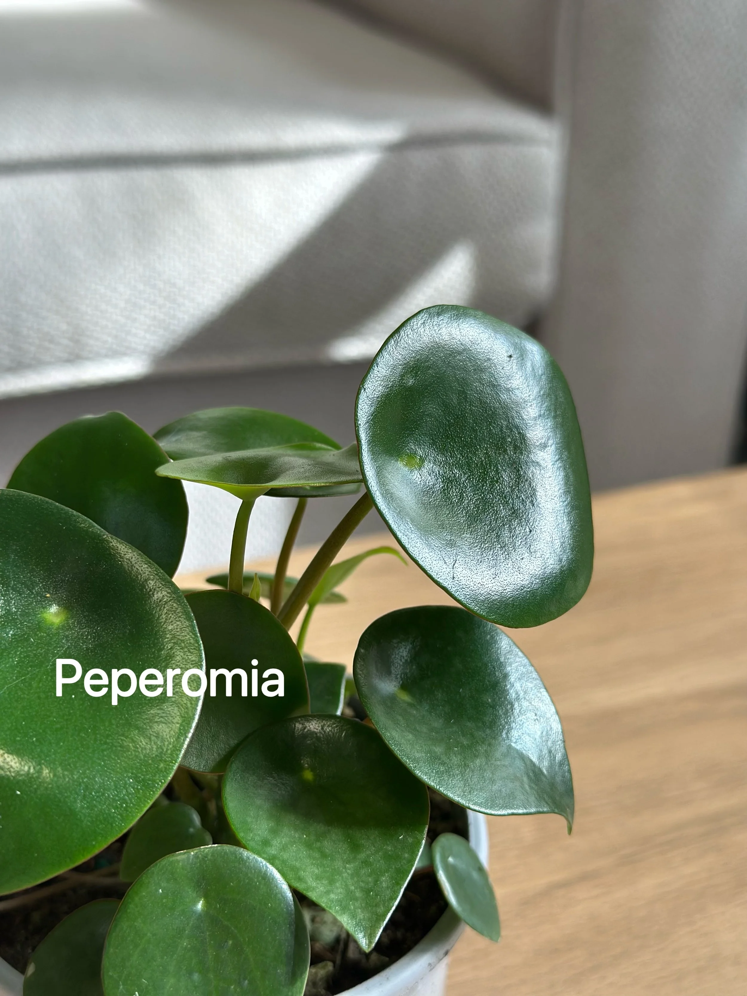 Peperomia Raindrop2.jpg