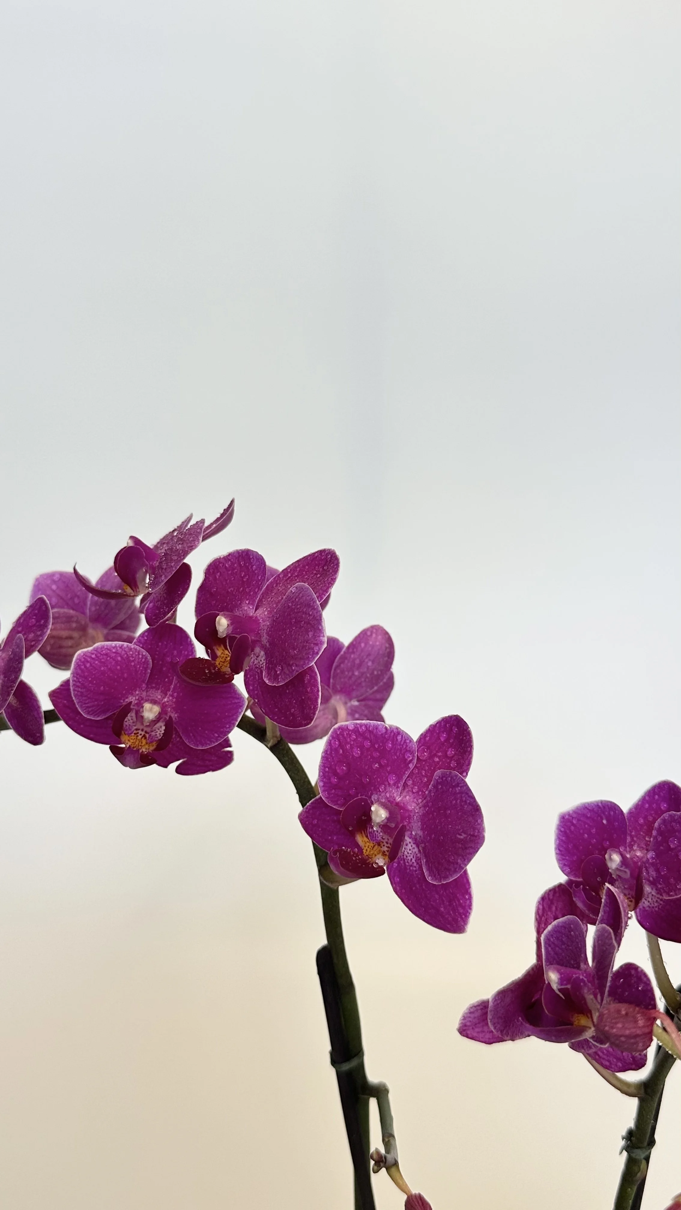 orchid kokedama cube2.jpg