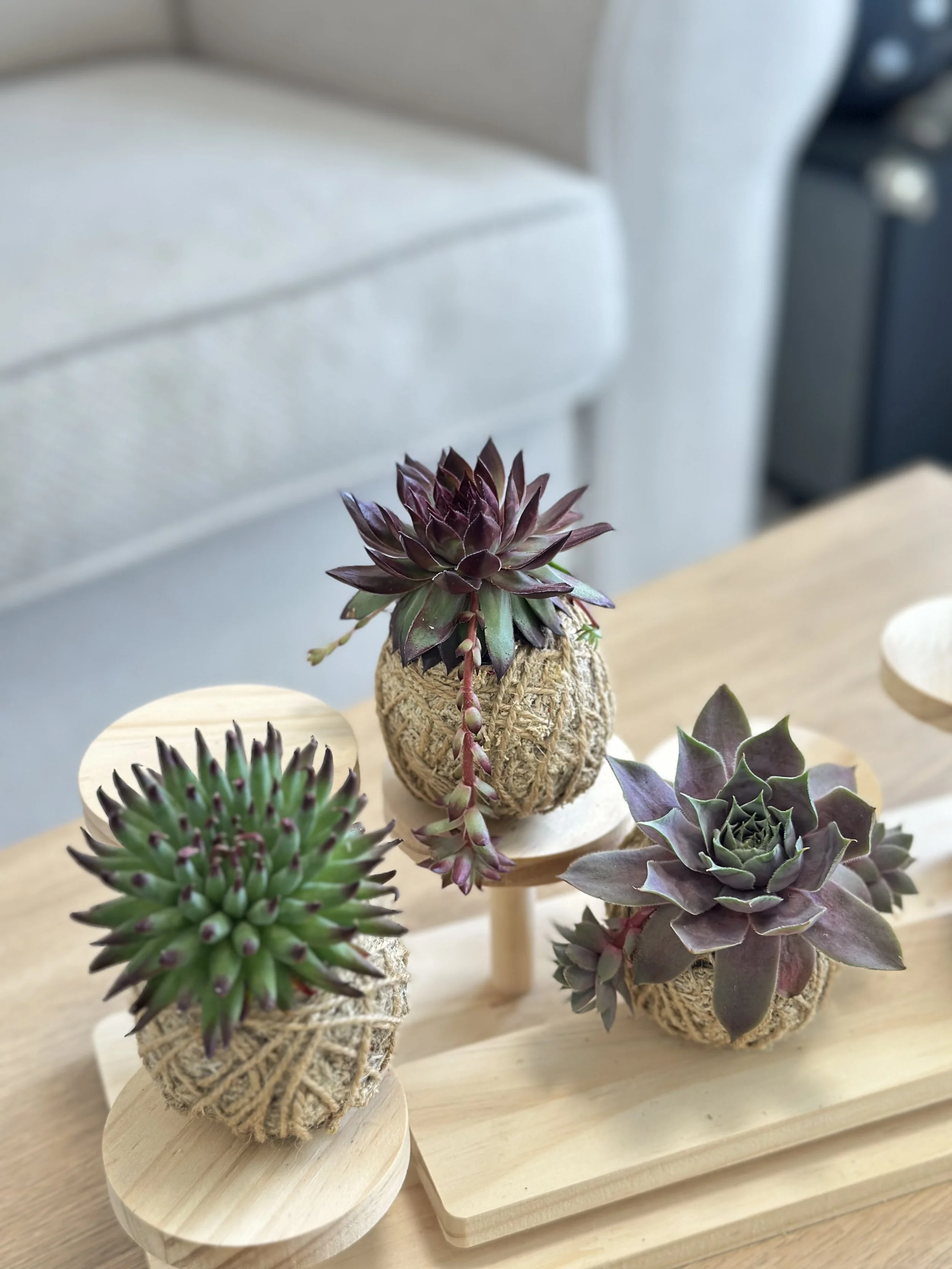 Succulent combo3.jpg