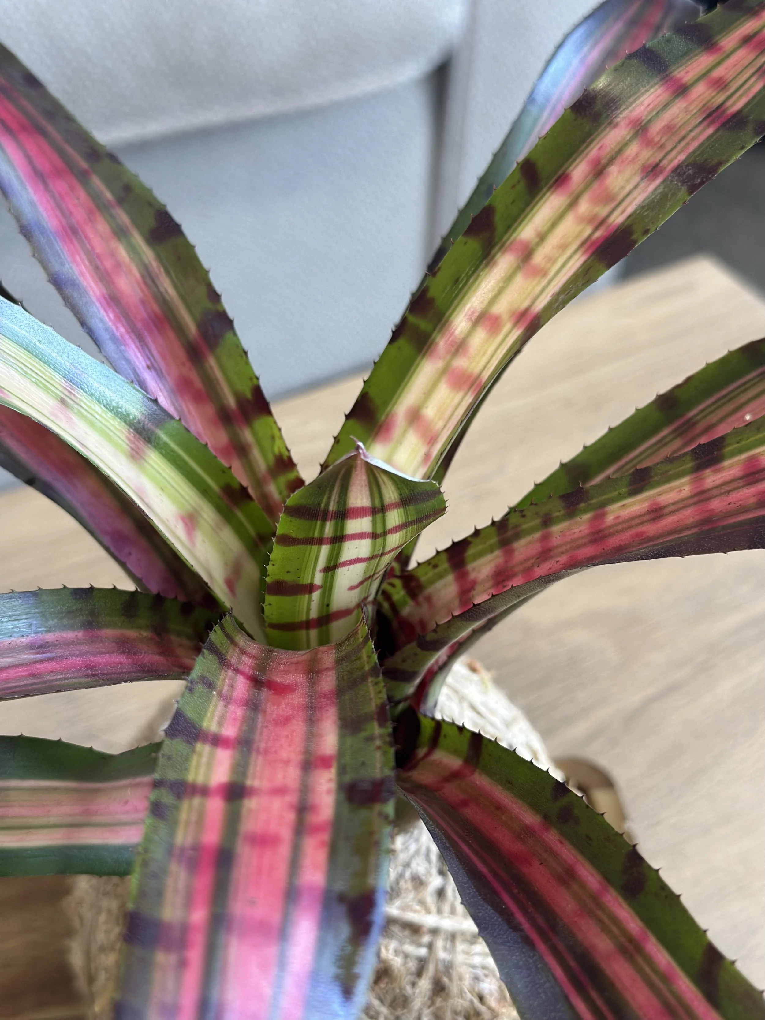 Bromeliad2.jpg