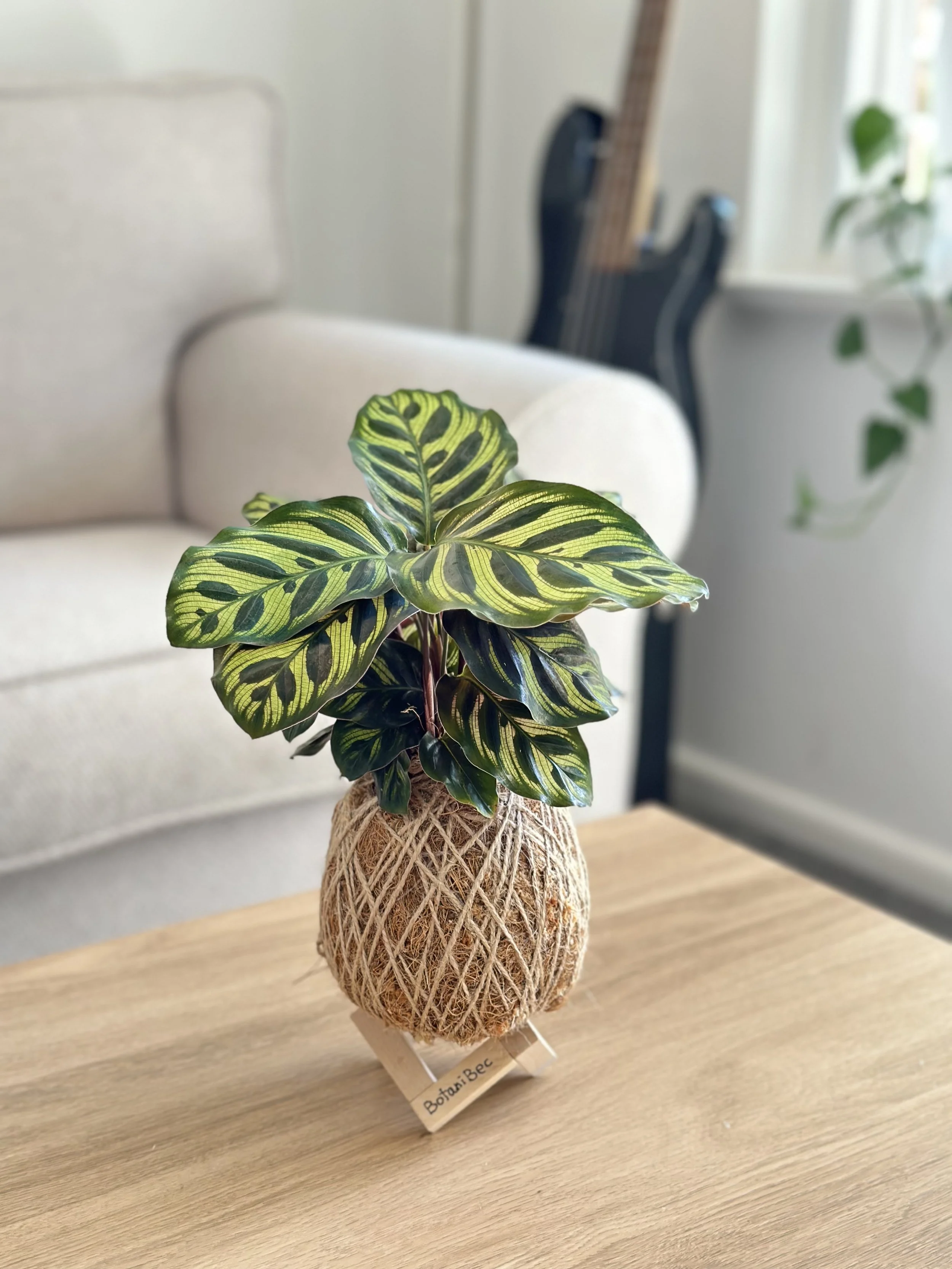 Calathea Makoyana Kokedama (🐱 Cat-friendly)