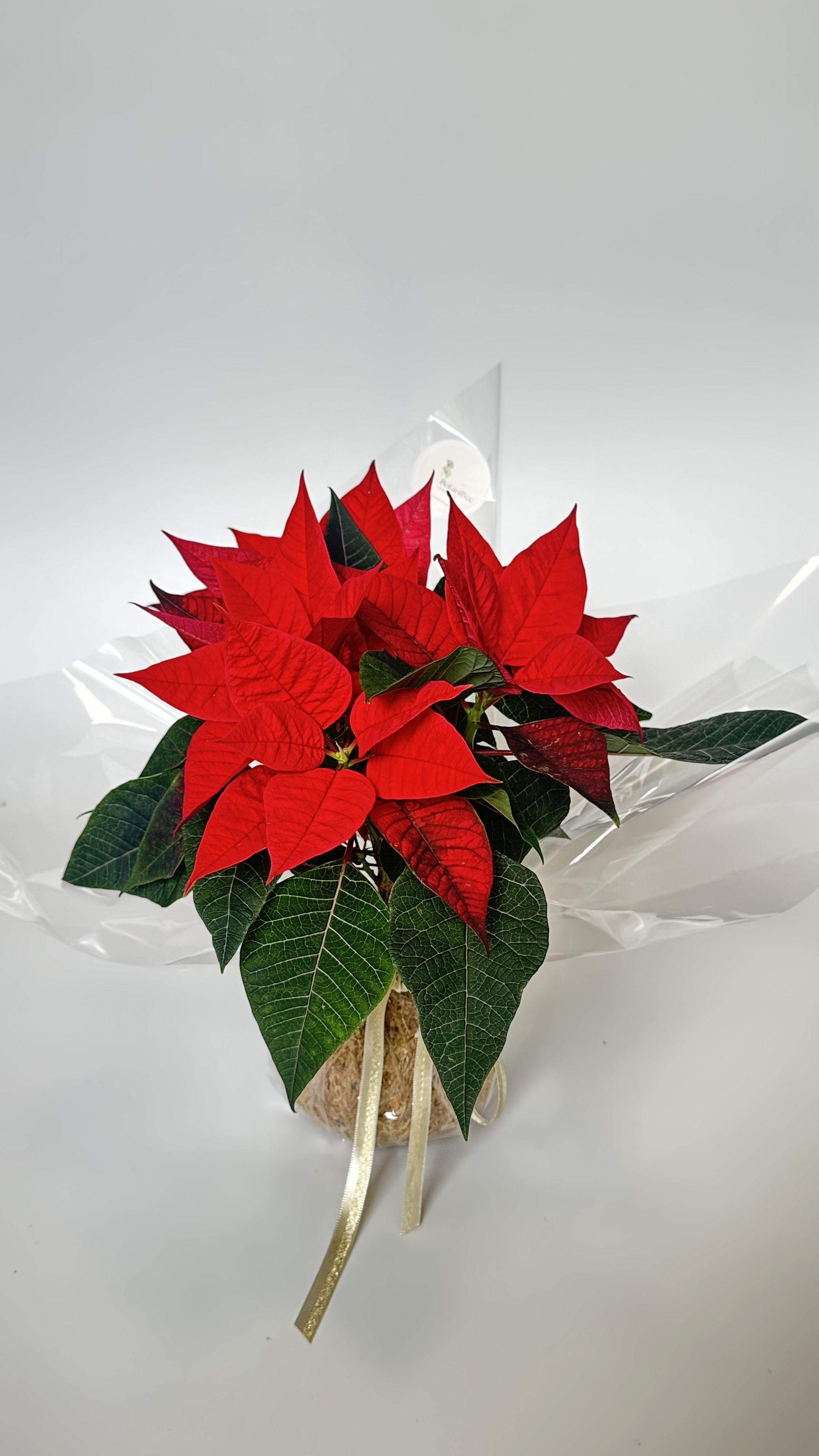 poinsettia kokedama.jpg