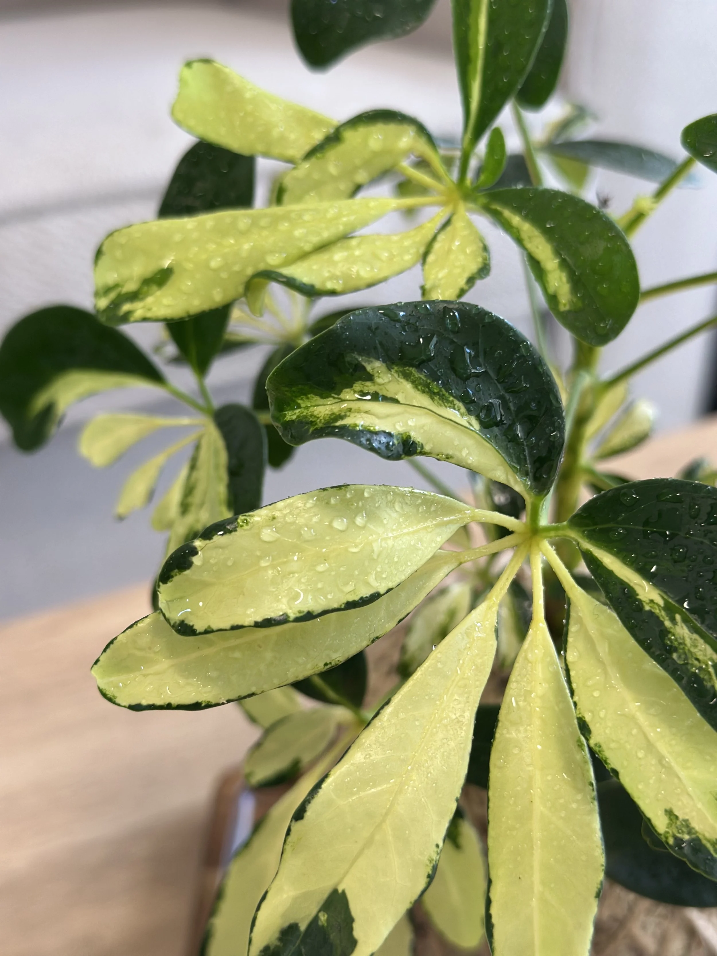 Dwarf Umbrella Tree2.jpg