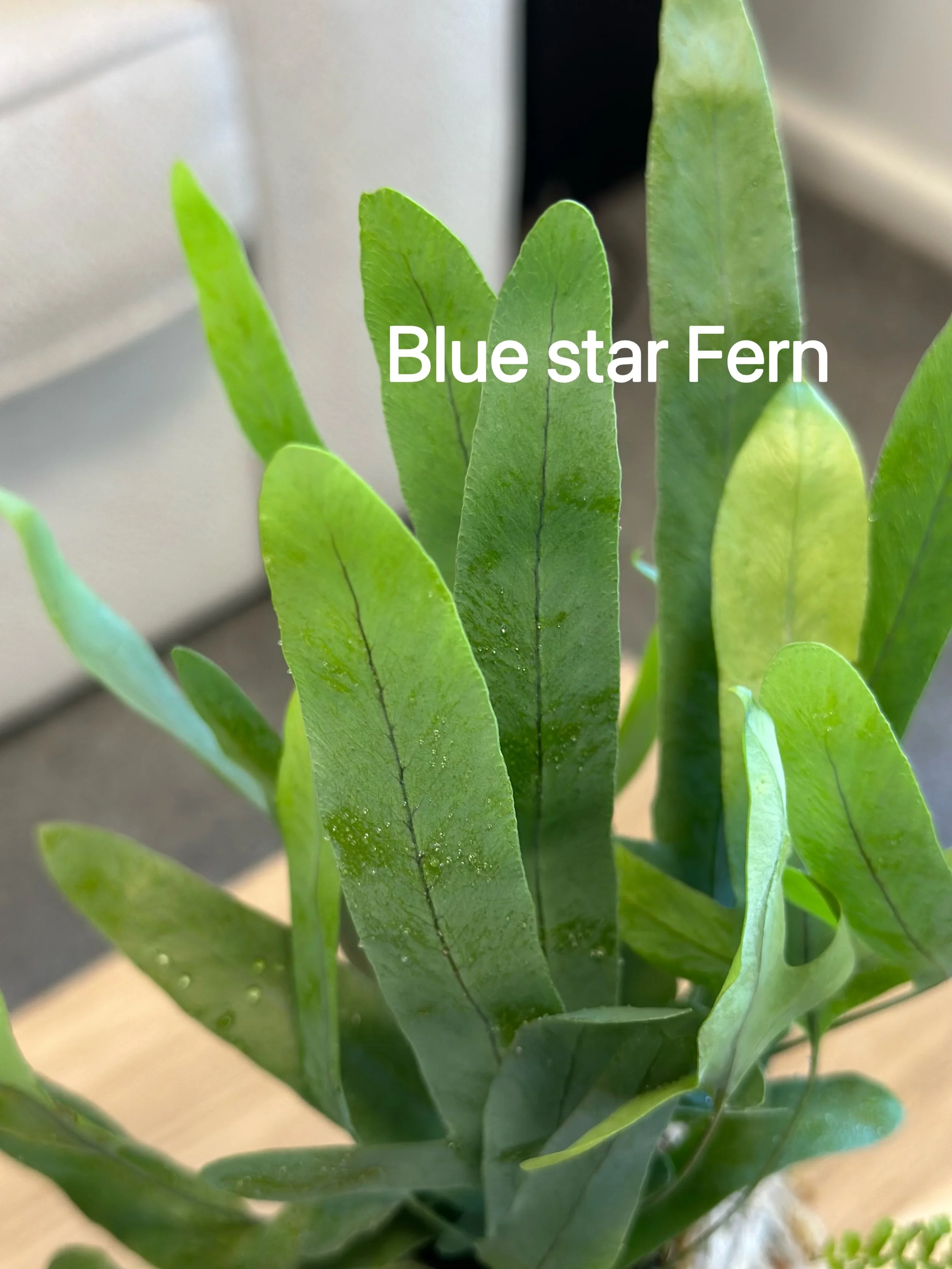 Close-up of handcrafted Blue Star Fern kokedama moss ball with natural twine detail, styled on a wooden surface with soft neutral background