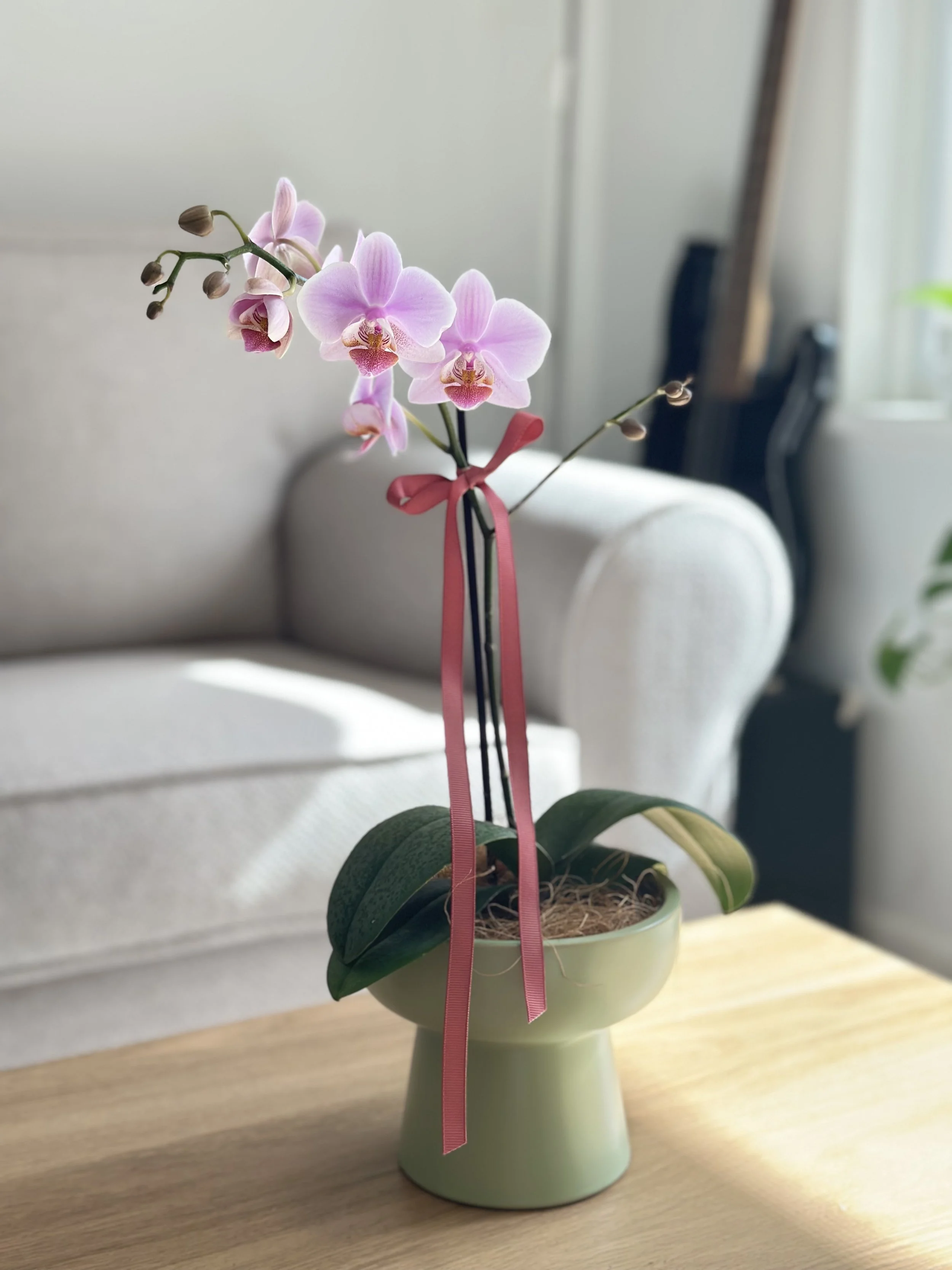 Mother’s Day pink orchid in green ceramic pot on wooden table, elegant gift for Mum