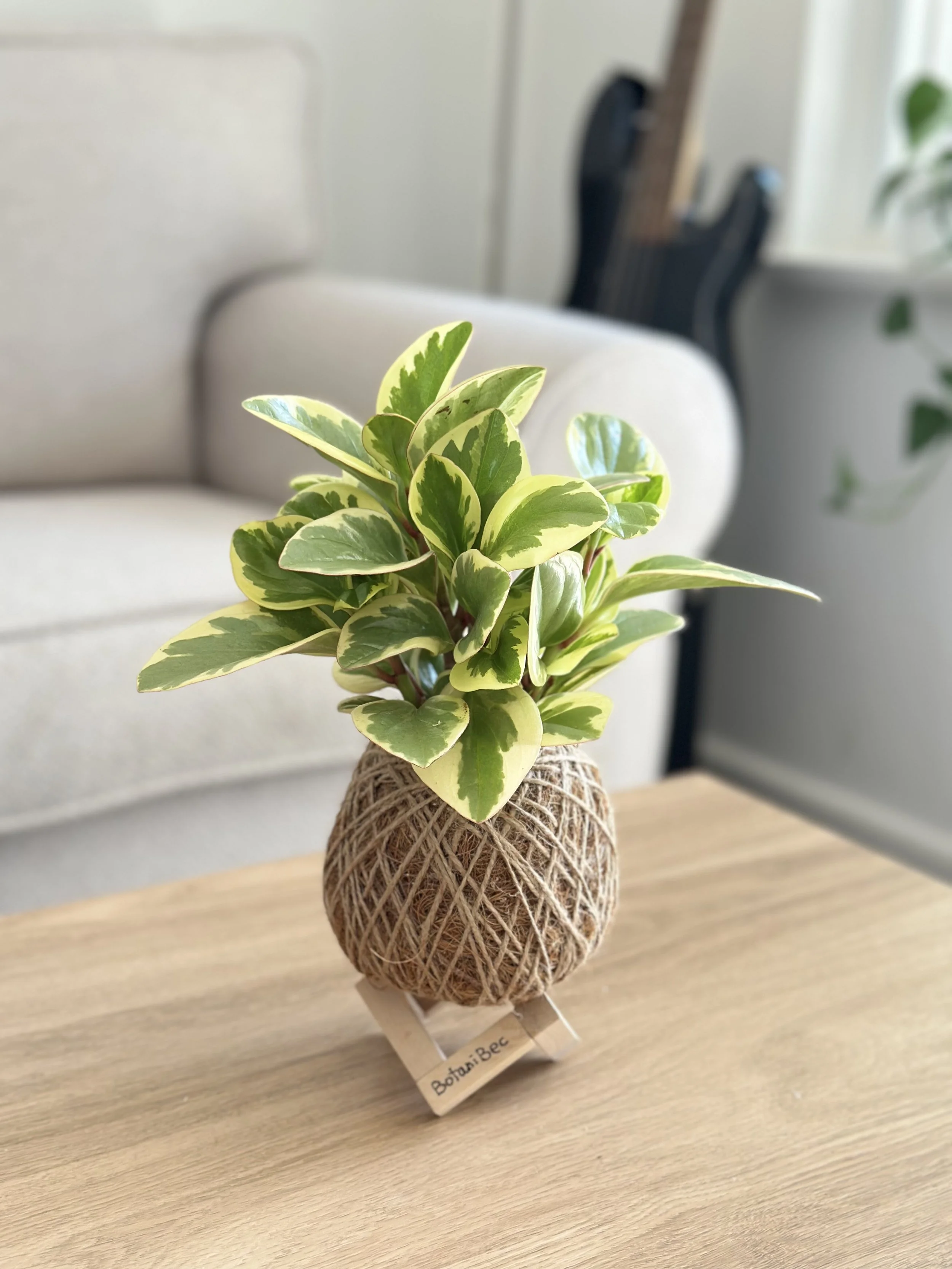 Peperomia Obtusifolia Kokedama (🐱Cat-friendly)