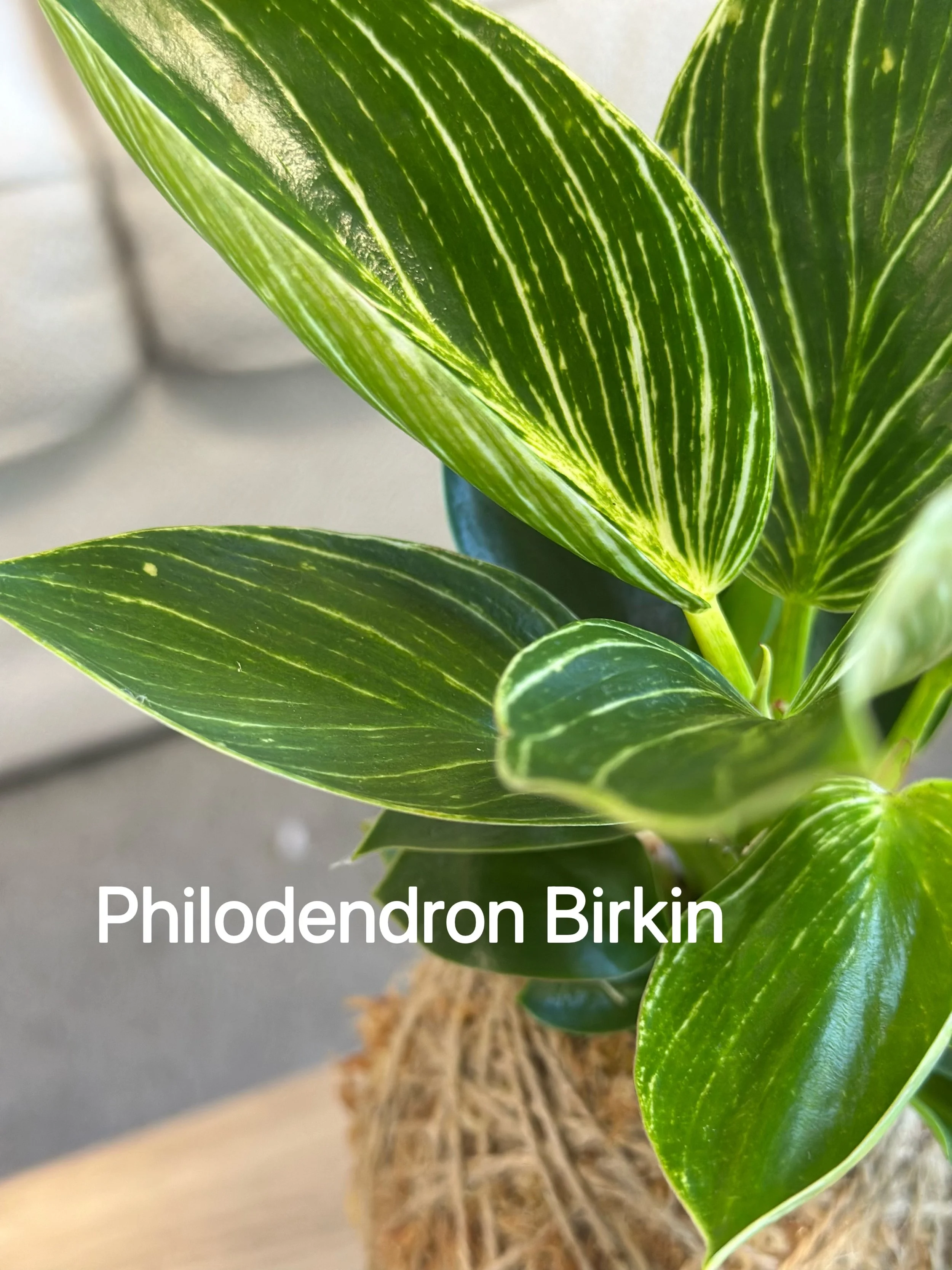 Close-up of handcrafted Philodendron kokedama moss ball with natural twine detail, styled on a wooden surface with soft neutral background