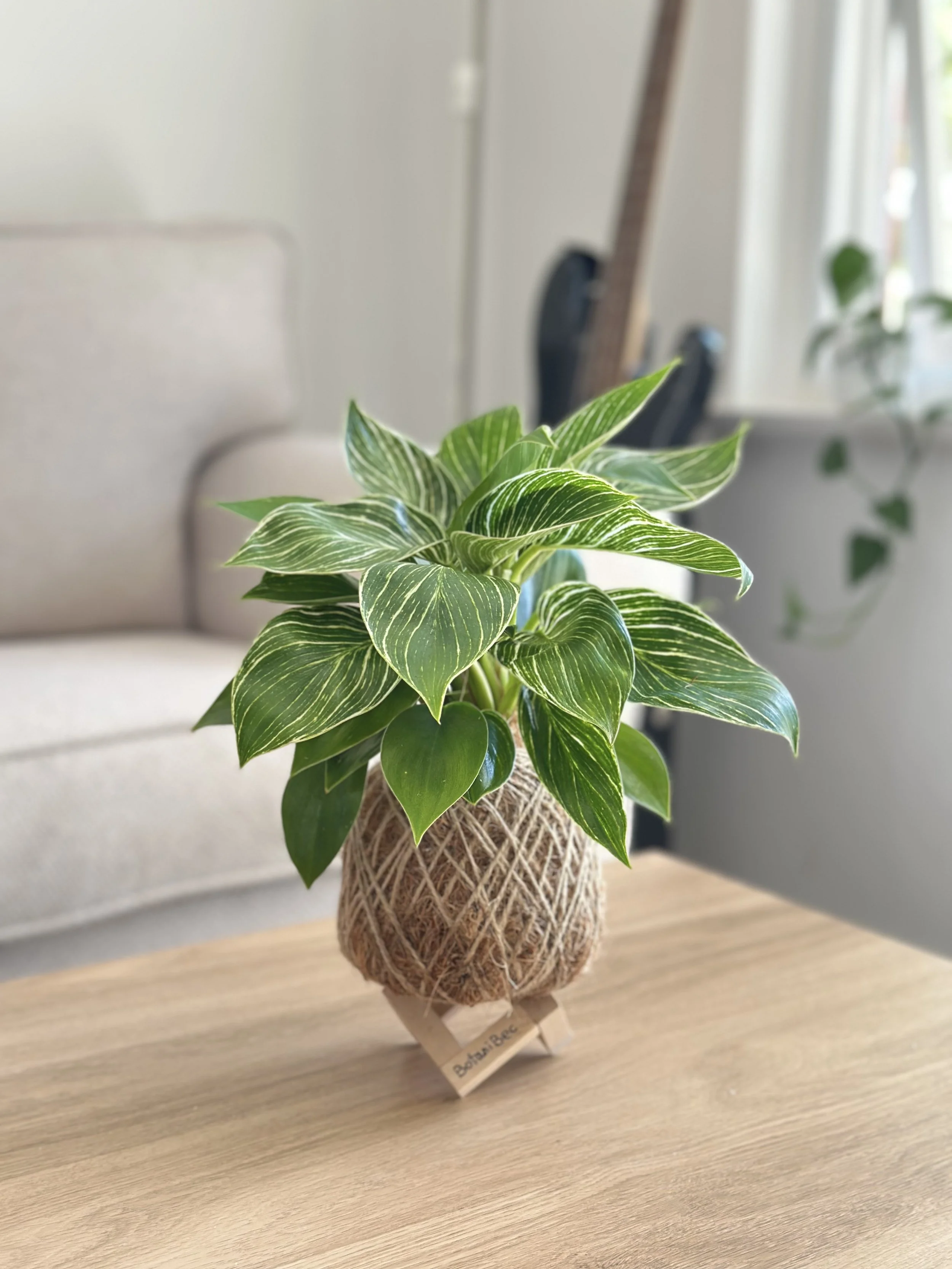 Philodendron Birkin Kokedama