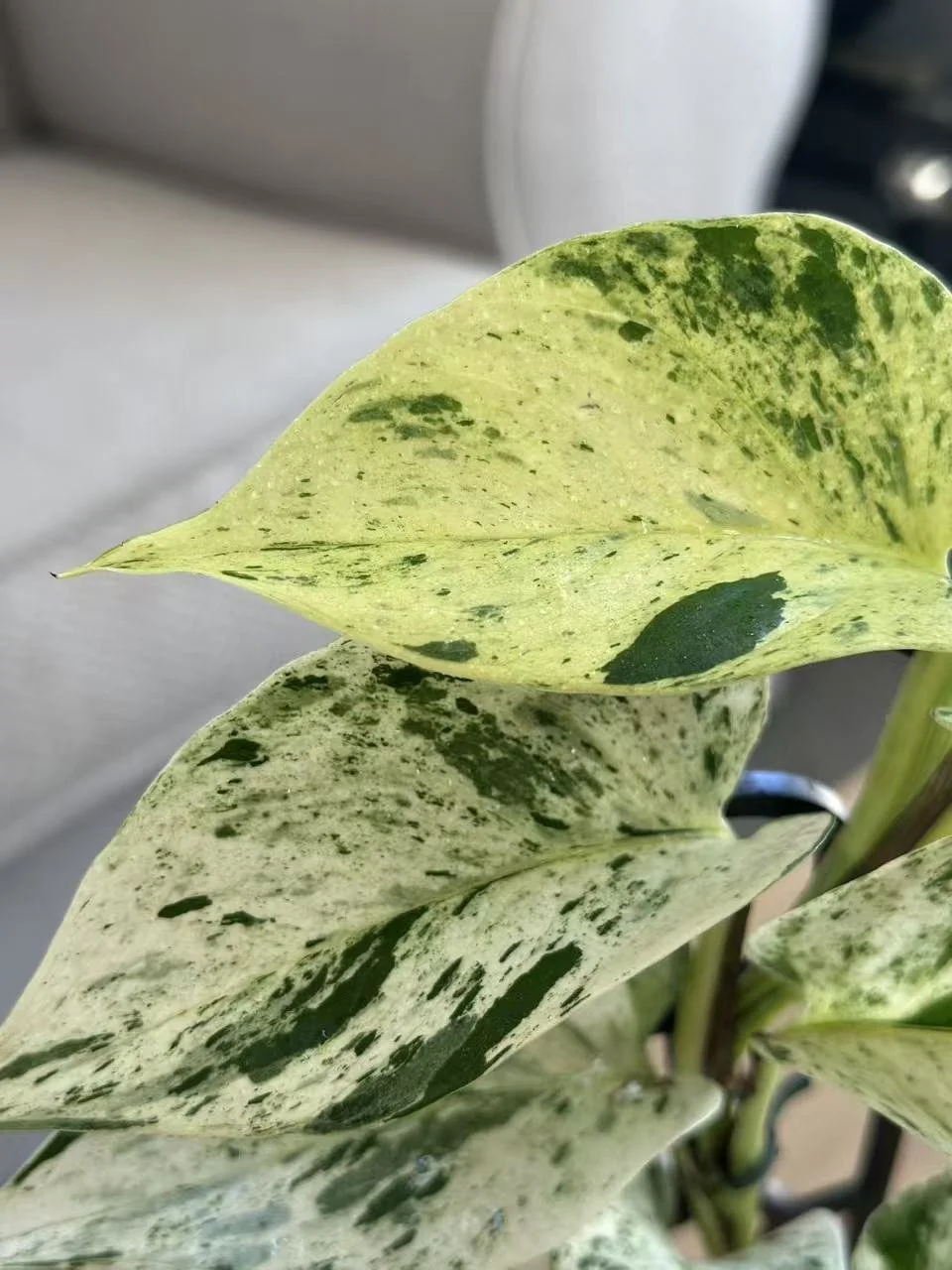 Epipremnum Marble Queen2.jpg