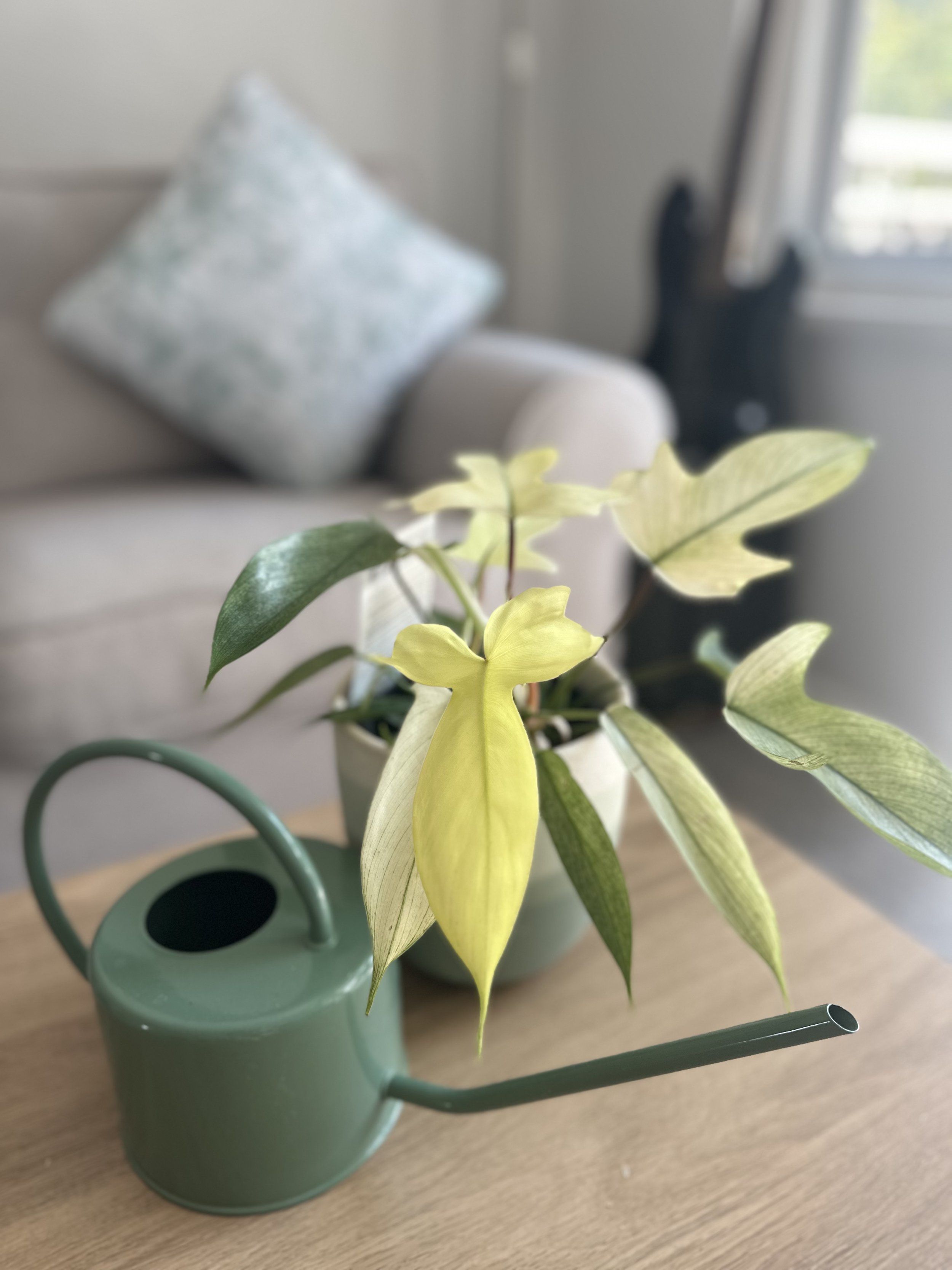 A potted plant with variegated green and yellow leaves on a wooden table, with a green watering can in front of it. In the background, there is a light-colored sofa with a patterned pillow and a window with some outdoor greenery visible.