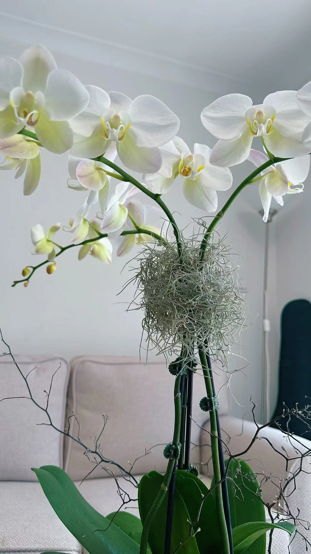 big orchid arrangement2.jpg