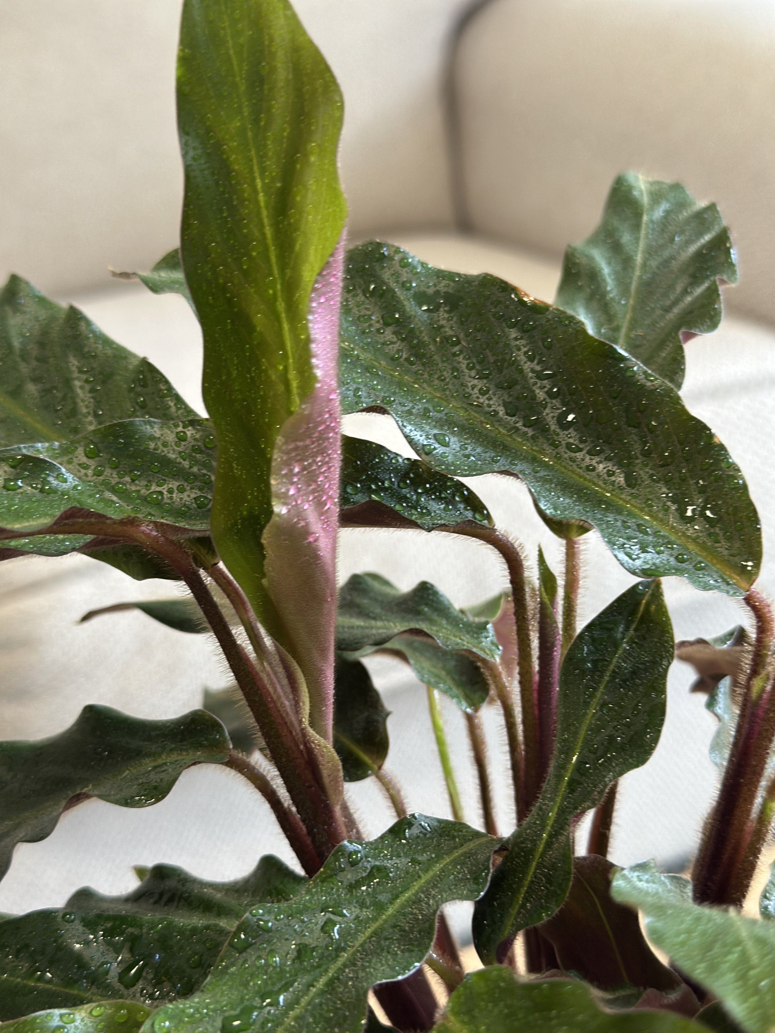 Calathea Rufibarba2.jpg