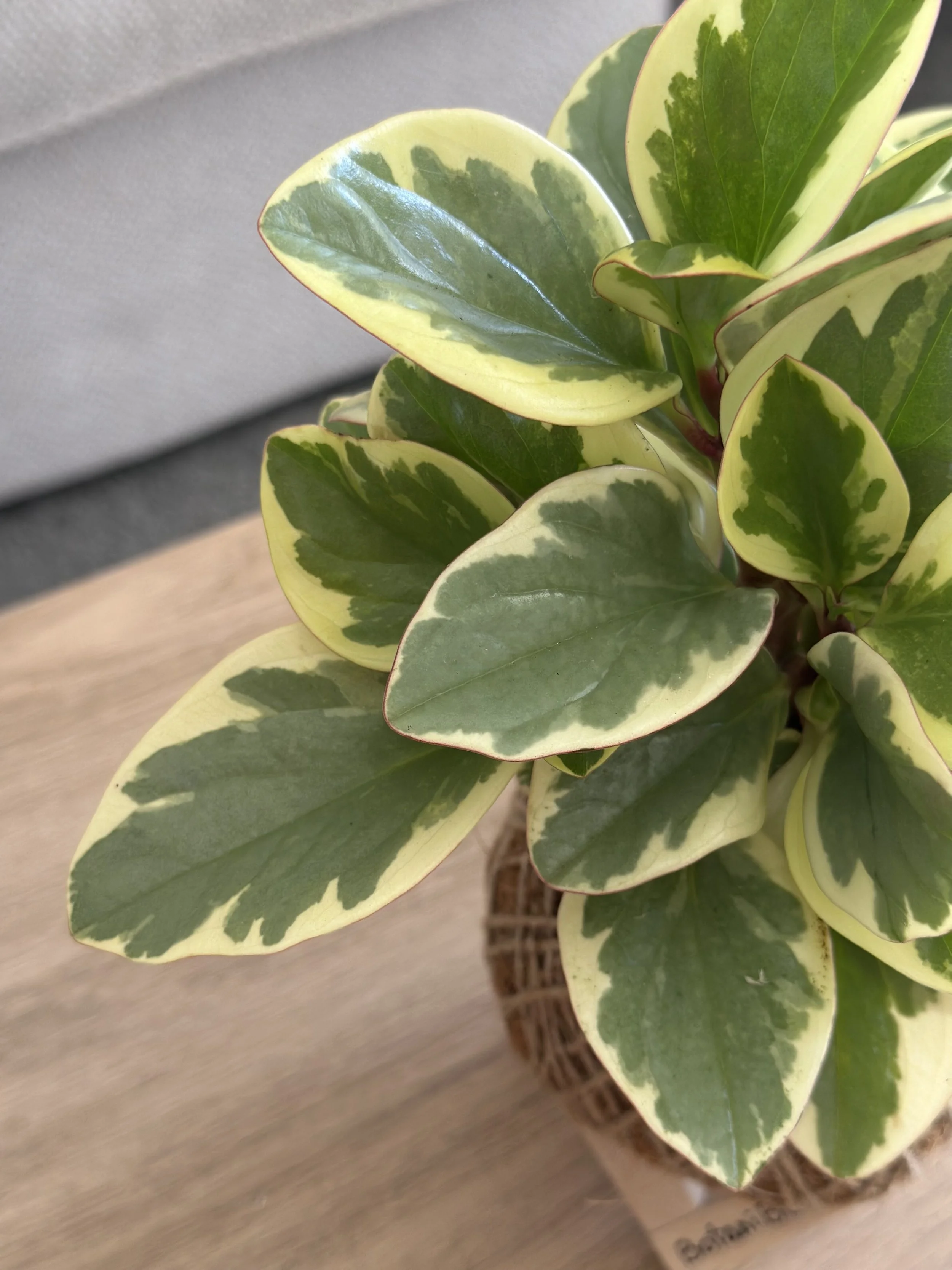 Close-up of Peperomia Obtusifolia leaves showing soft green variegated foliage in a handcrafted kokedama moss ball.