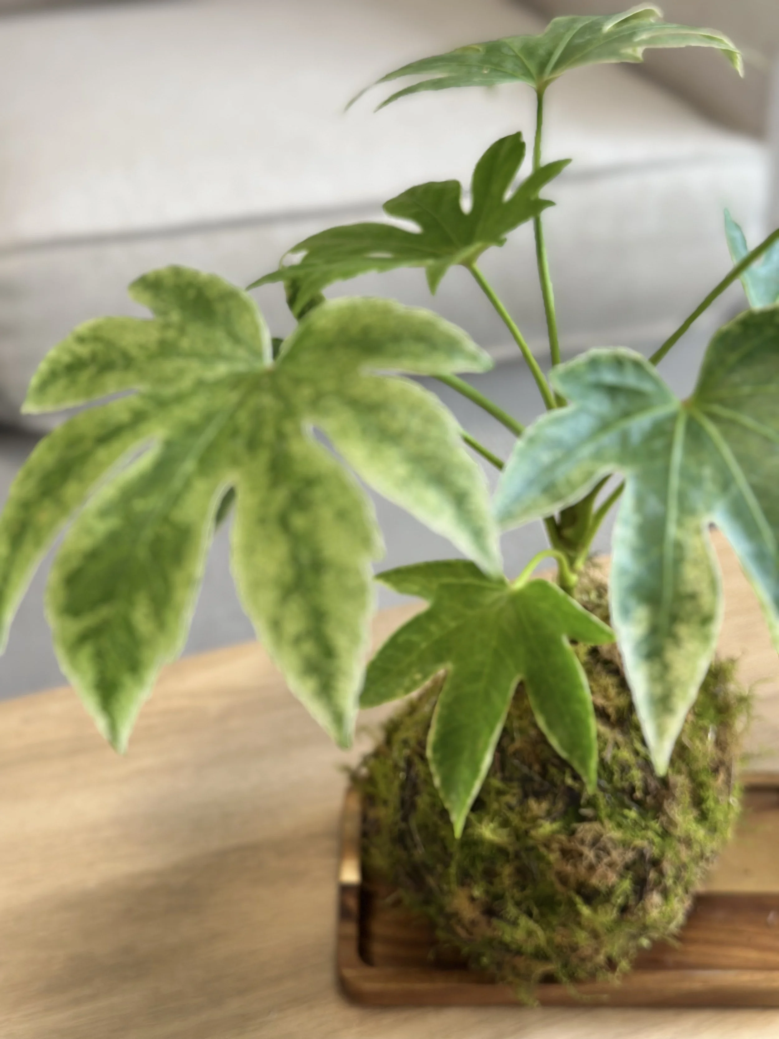 Close-up of variegated spider web plant leaves and fresh moss on kokedama