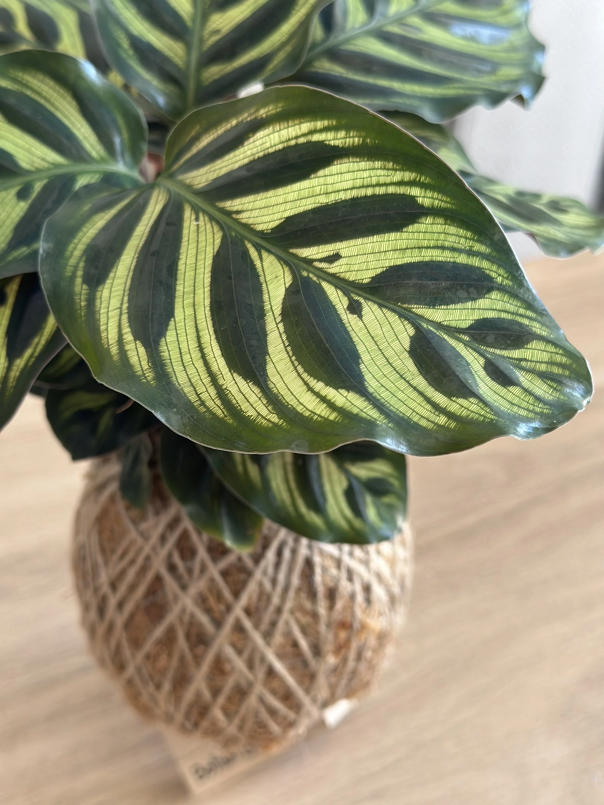 Close-up of Calathea Makoyana leaves showing intricate natural patterns and rich green foliage in a kokedama moss ball.