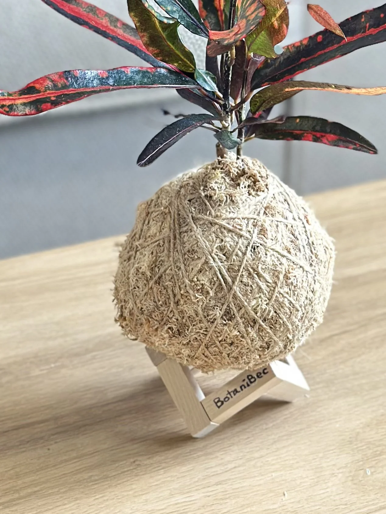 Natural kokedama moss ball plant styled on a wooden display stand.