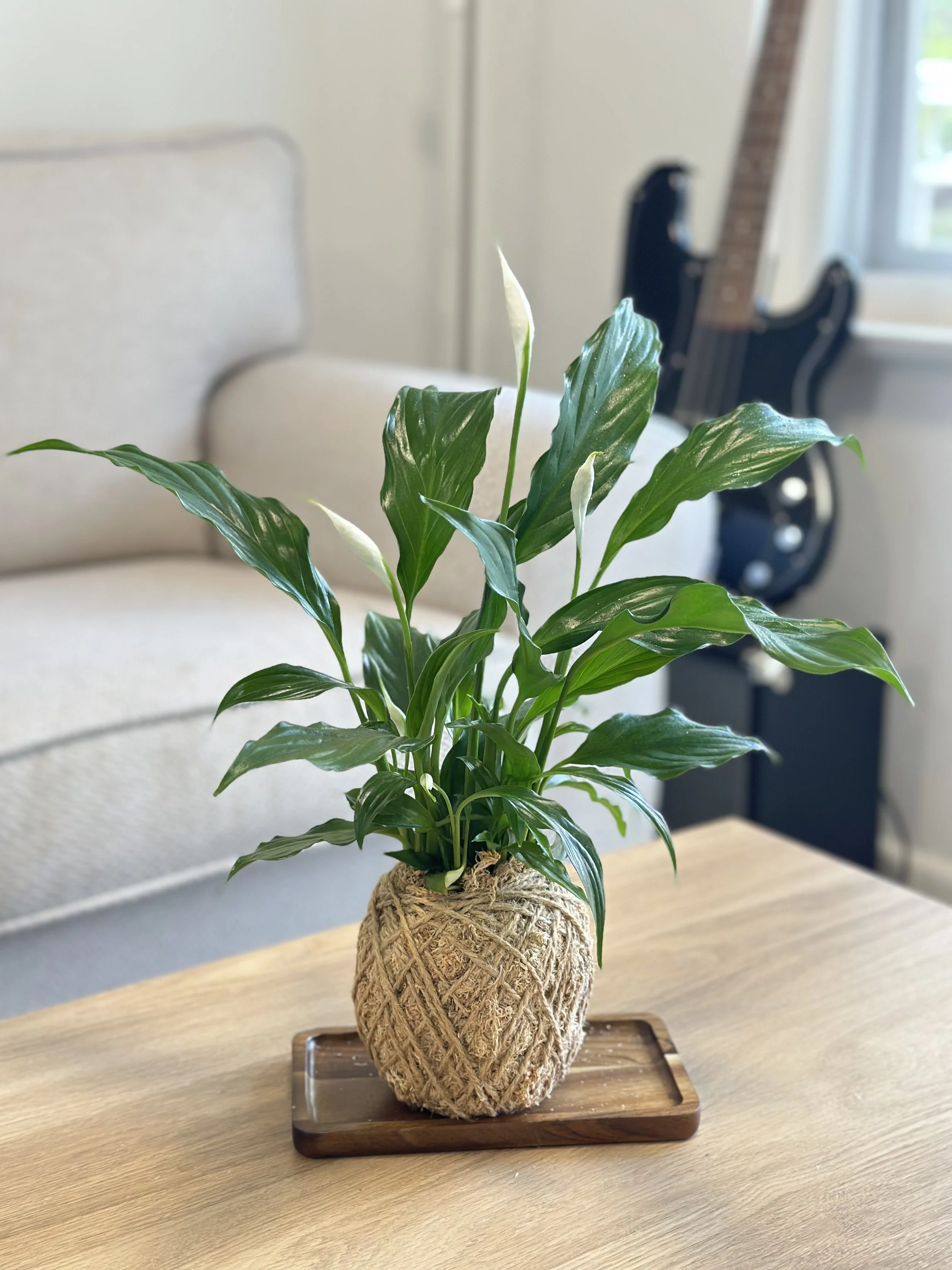Peace Lily1.jpg