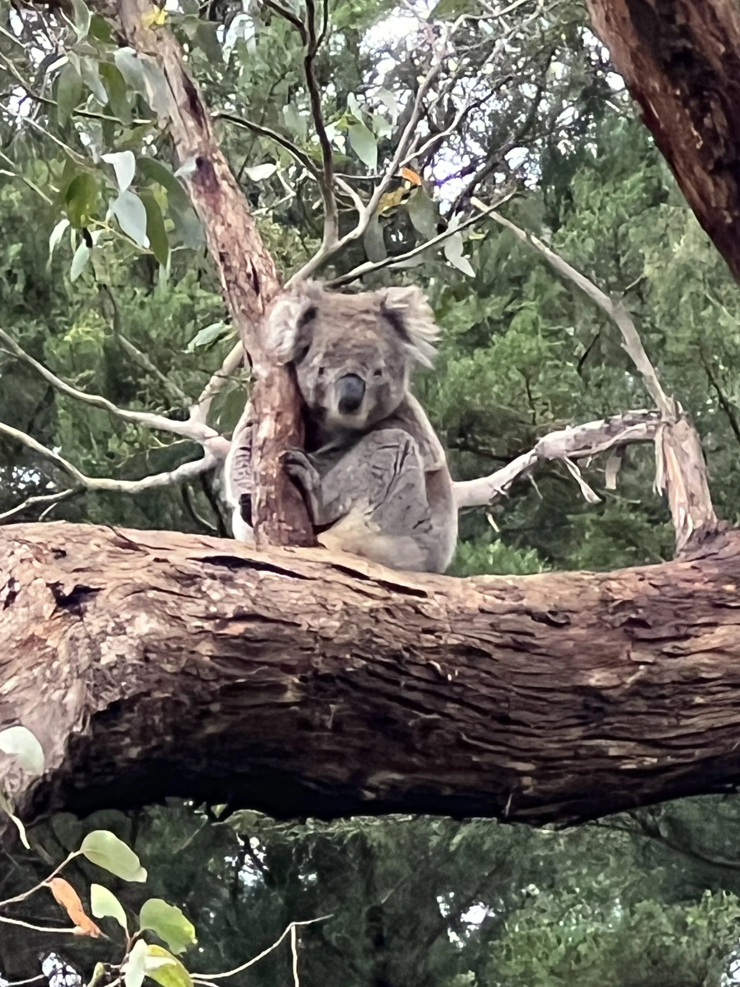 Koalas, A Different Kind of Wildlife Window for Ariel