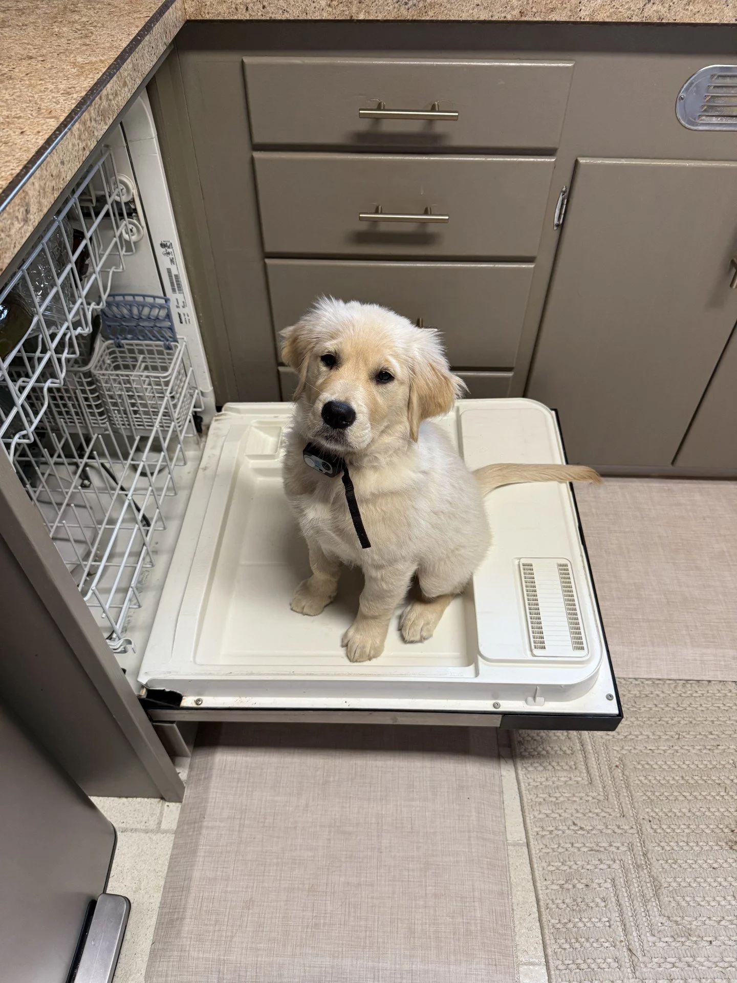Cute retriever puppy sitting on a raised pet door inside a kitchen, surrounded by kitchen cabinets and dishwasher.