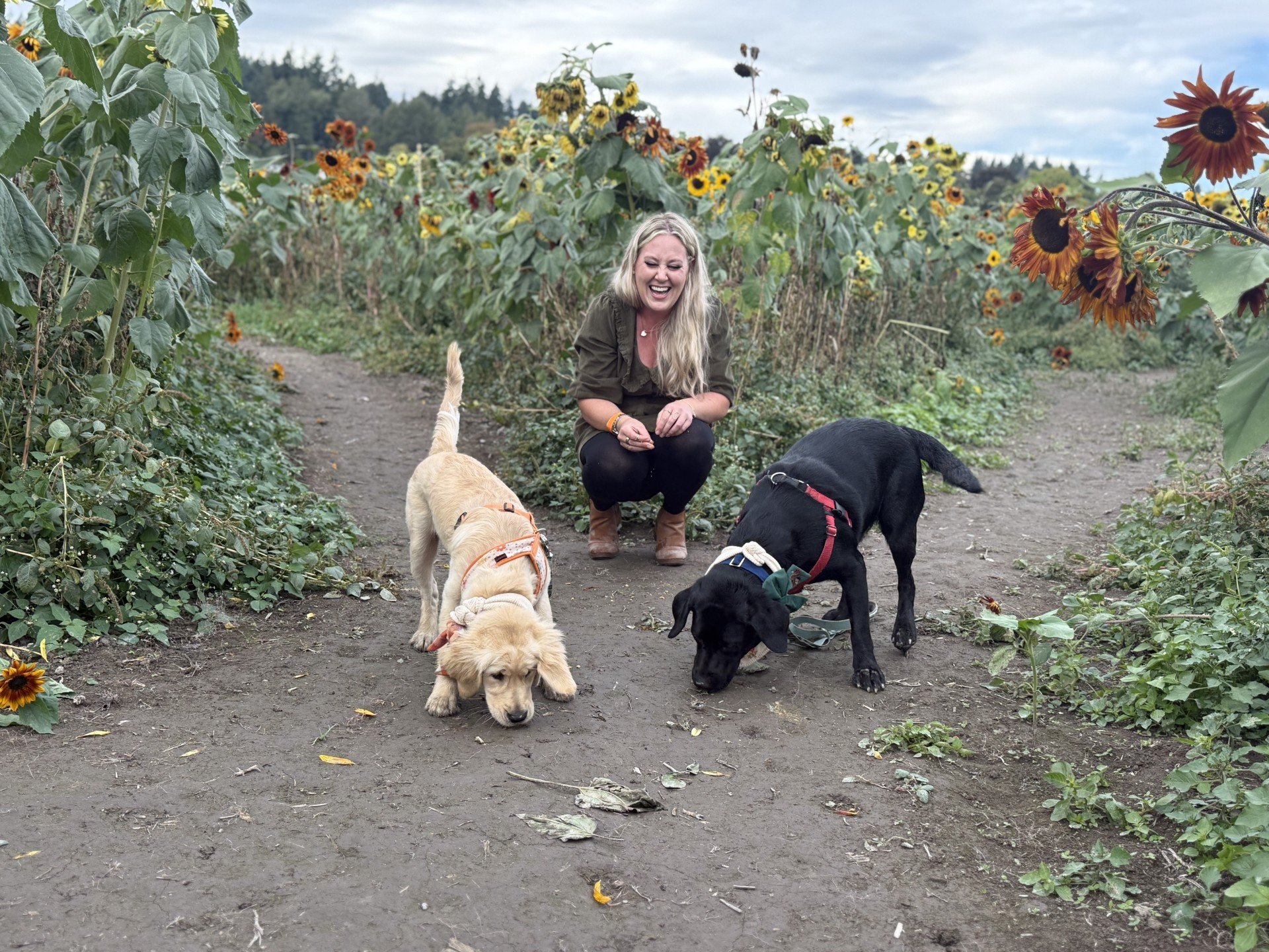 A woman squatting in a sunflower field smiling with two dogs, one yellow and one black, both sniffing the ground.