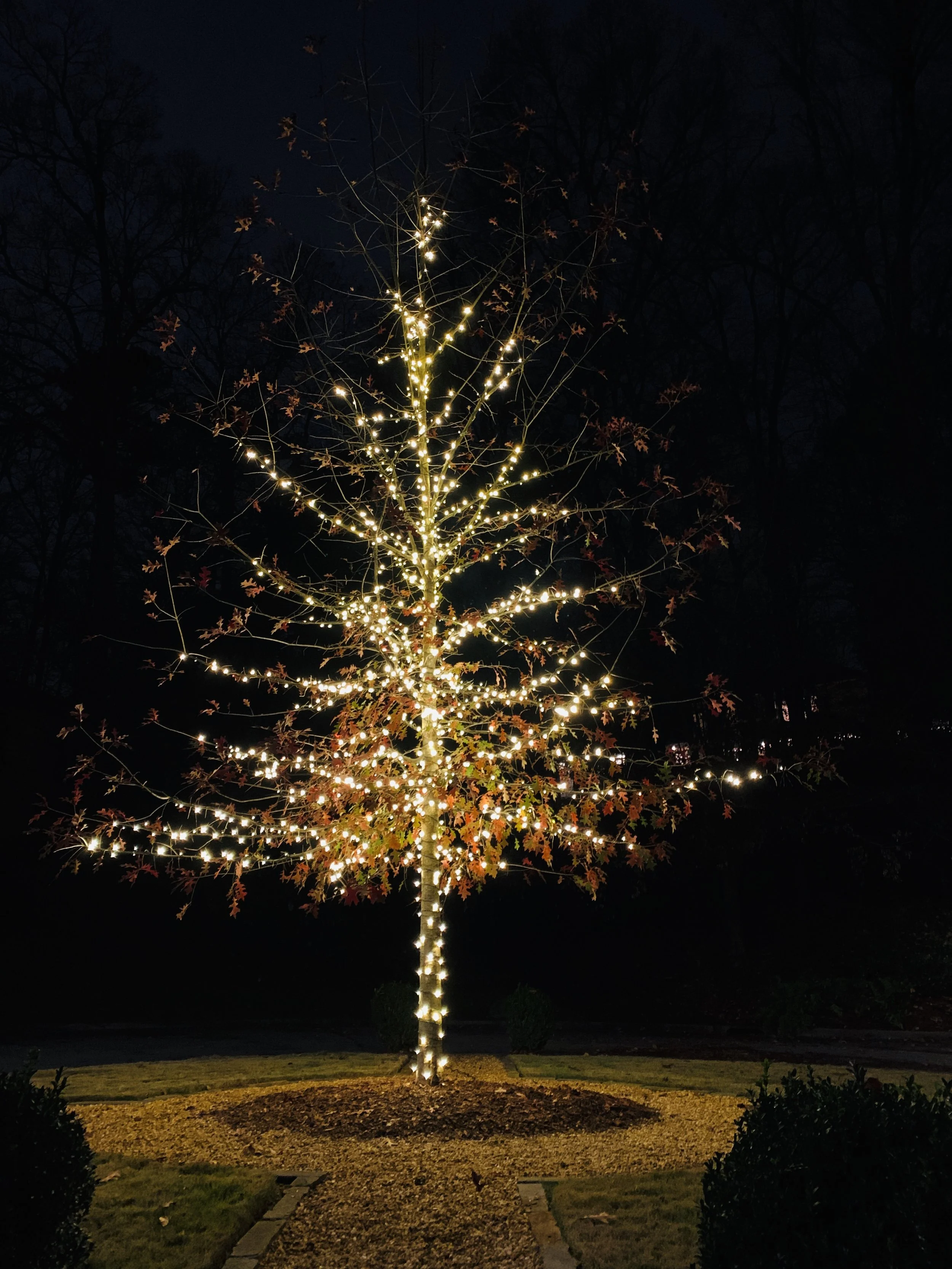 A tree decorated with white holiday lights wrapped around the trunk and branches, set outdoors at night.