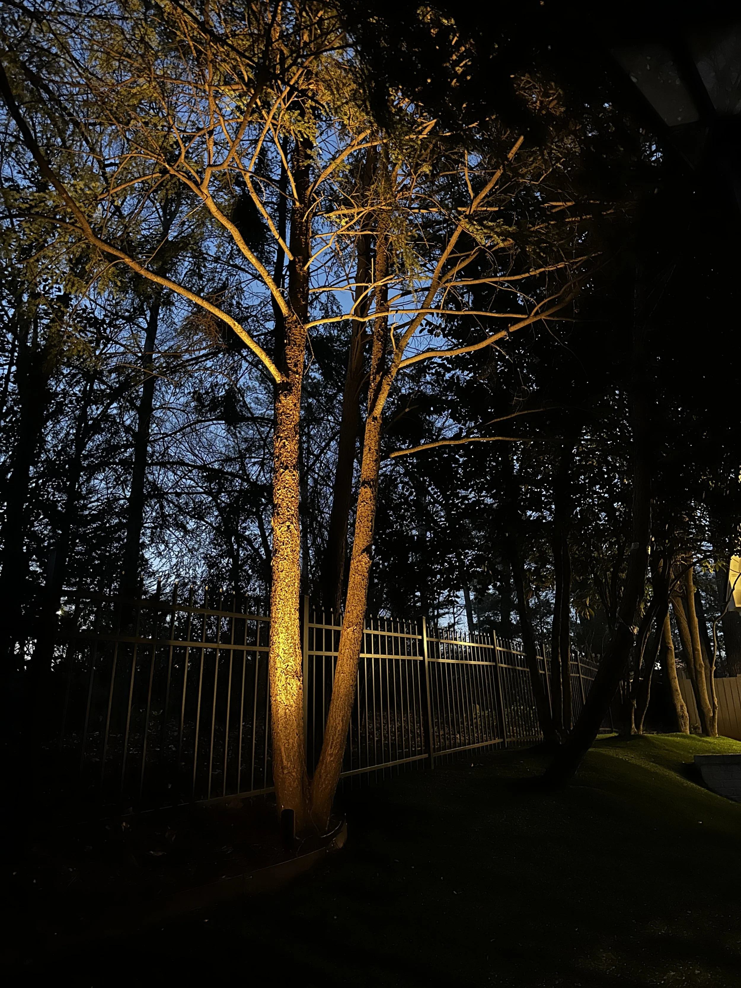 A tree illuminated by a warm light at night, with a dark sky and fence in the background. Light Up Atlanta