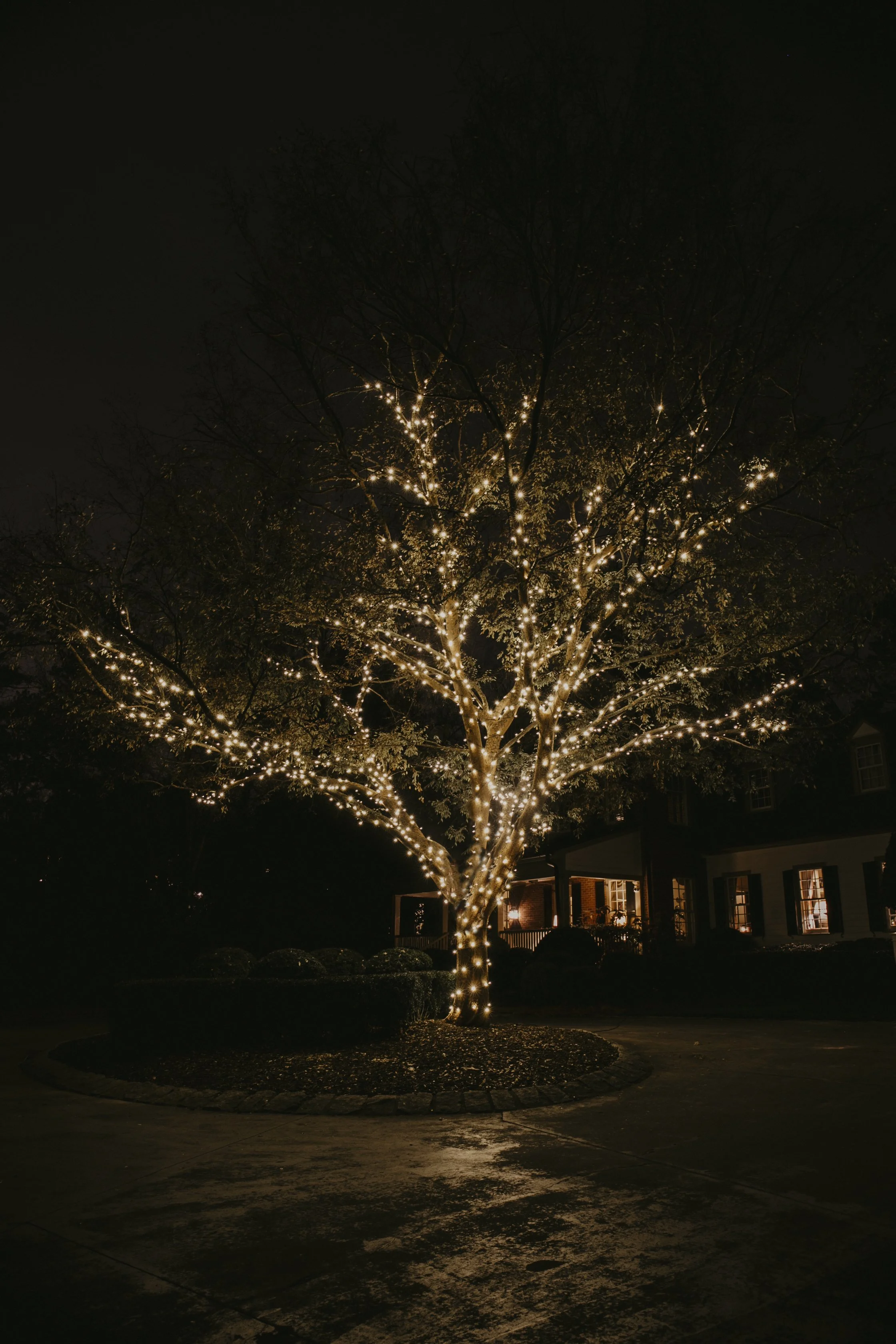 Tree decorated with white string lights illuminated at night, with a house in the background.