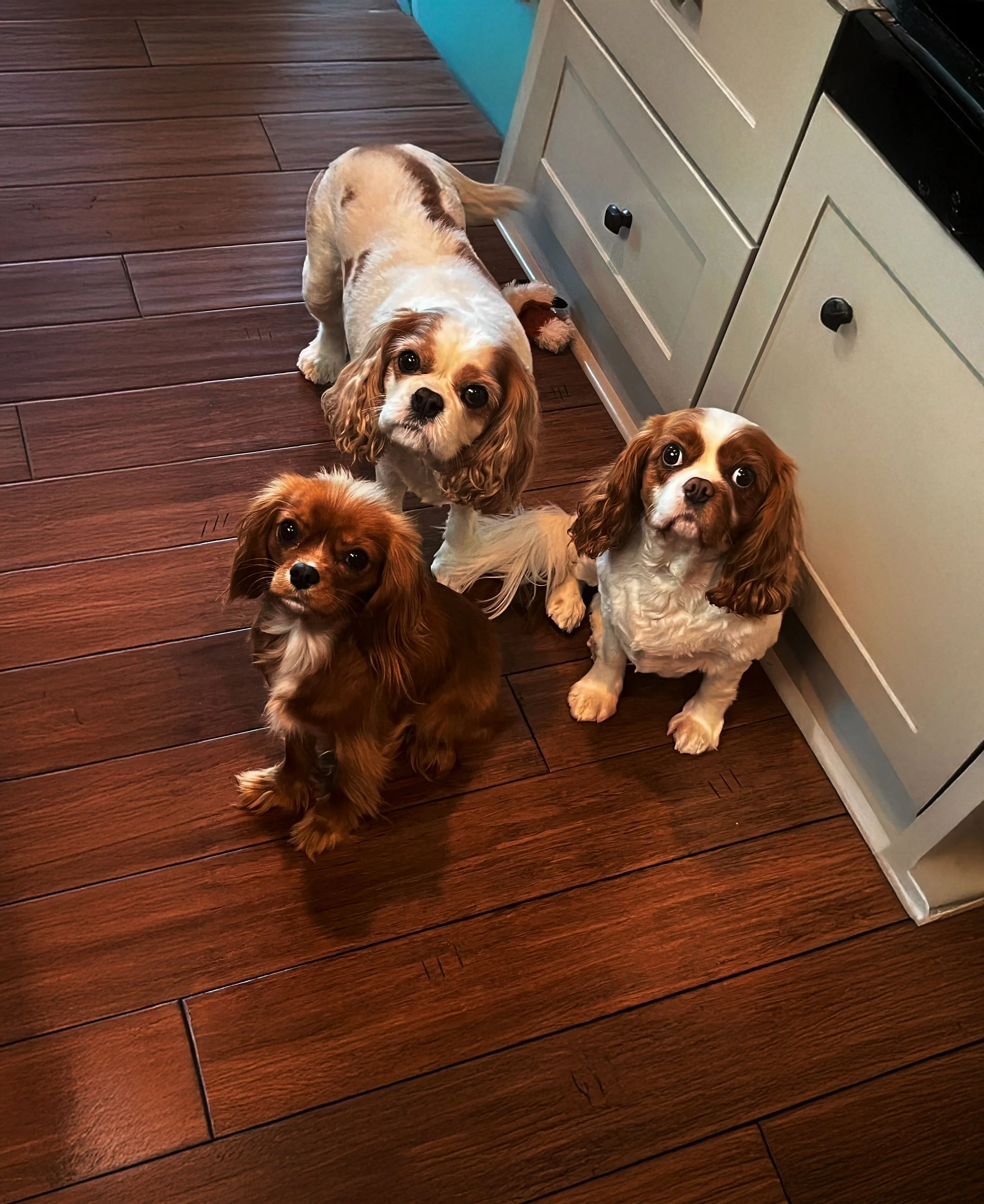 Four Cavalier King Charles Spaniel dogs sitting on a wooden floor in a kitchen, looking up at the camera.