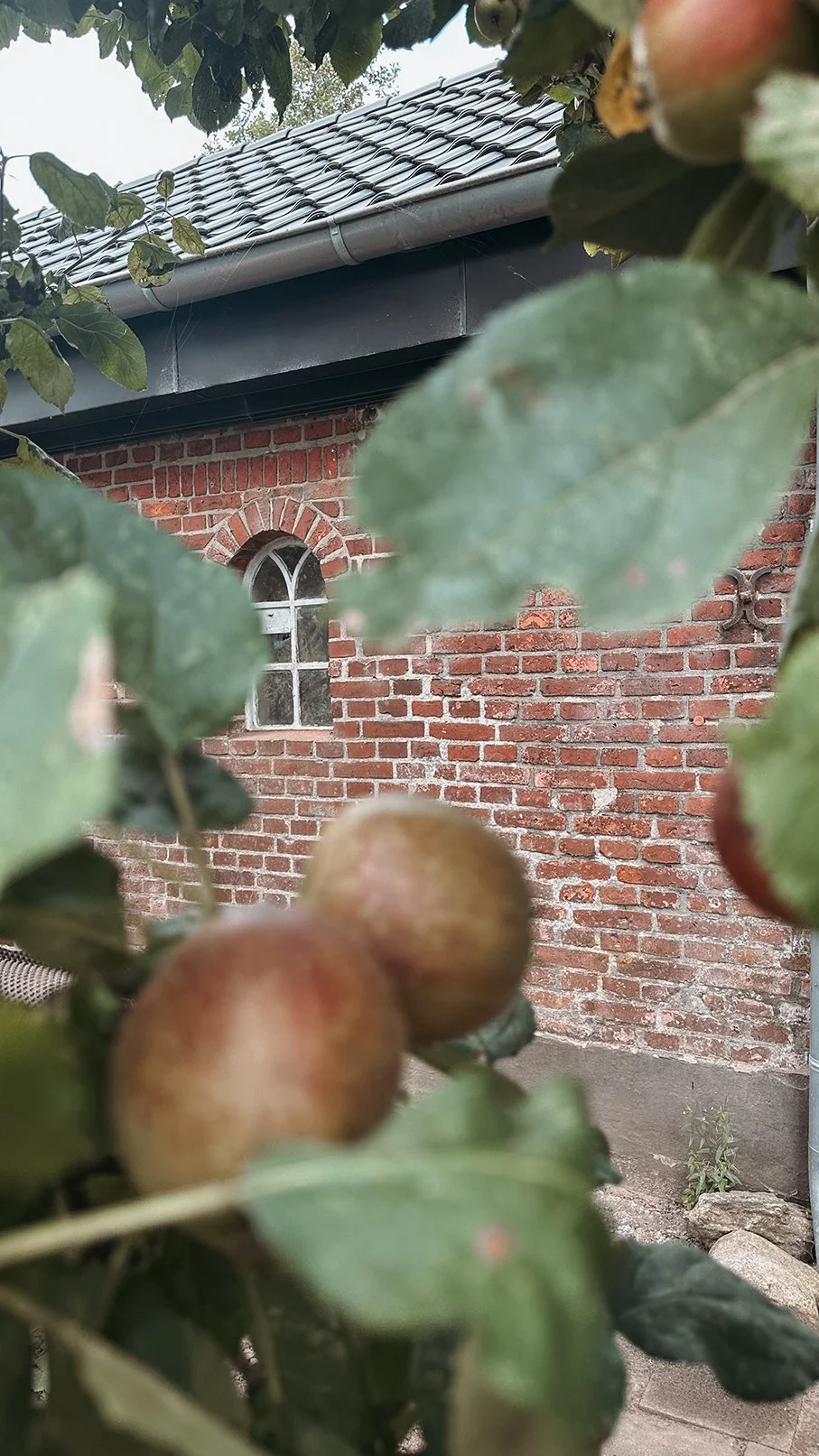 Apfelbaum mit Ferienhaus im Hintergrund