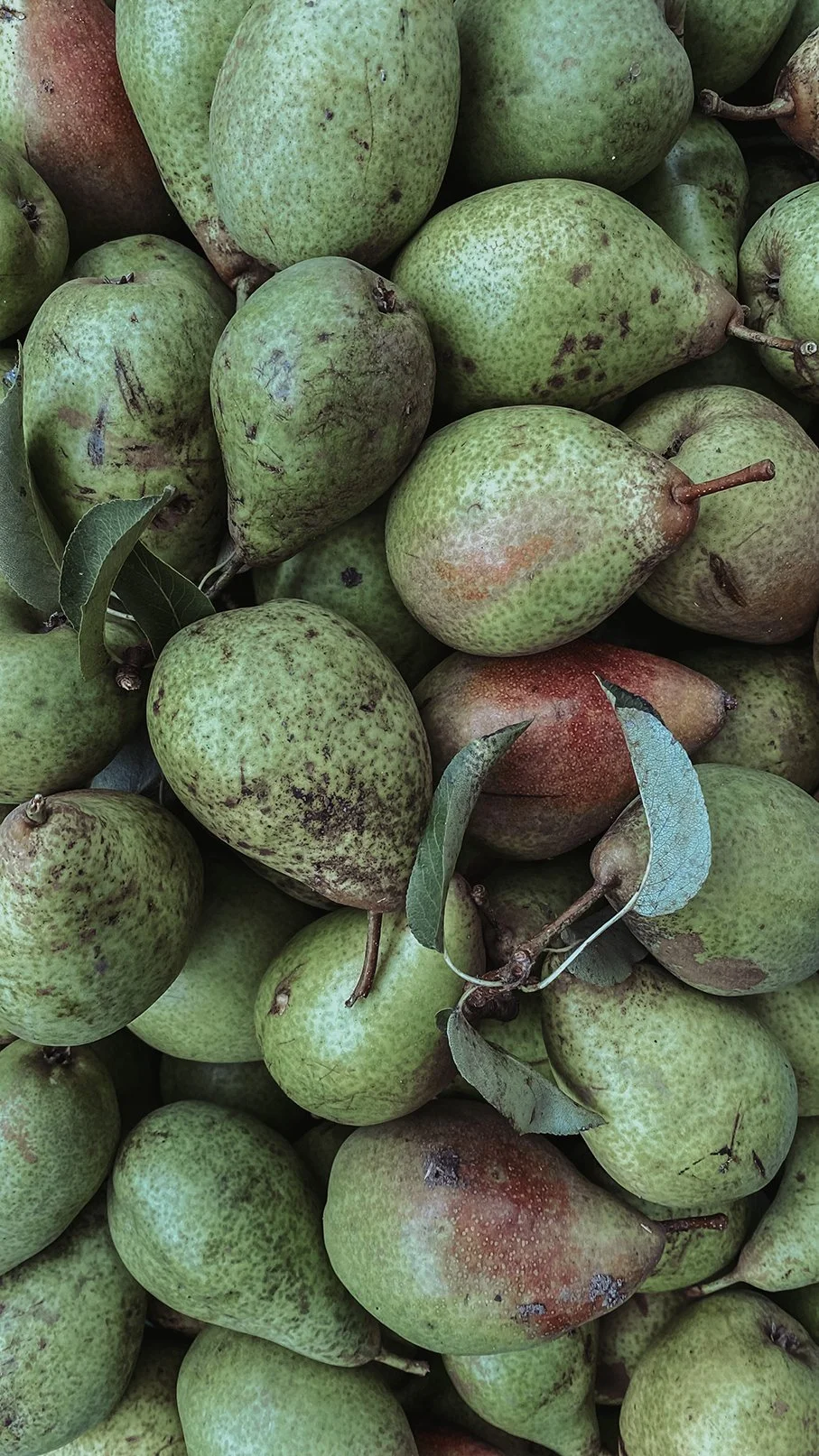 Birnen aus dem Garten des Ferienhauses an der Schlei