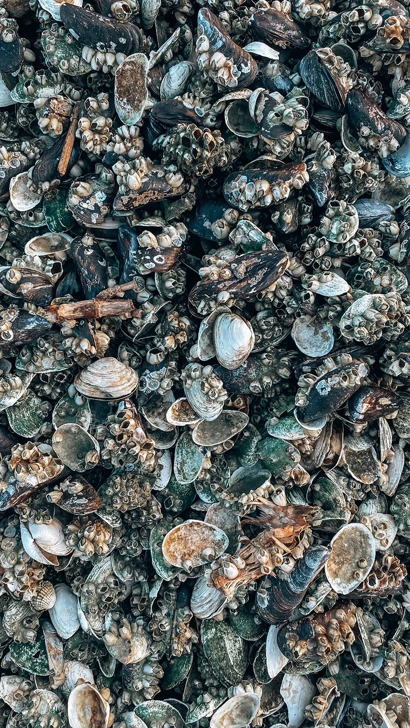 Muscheln an der Schlei bei Boren