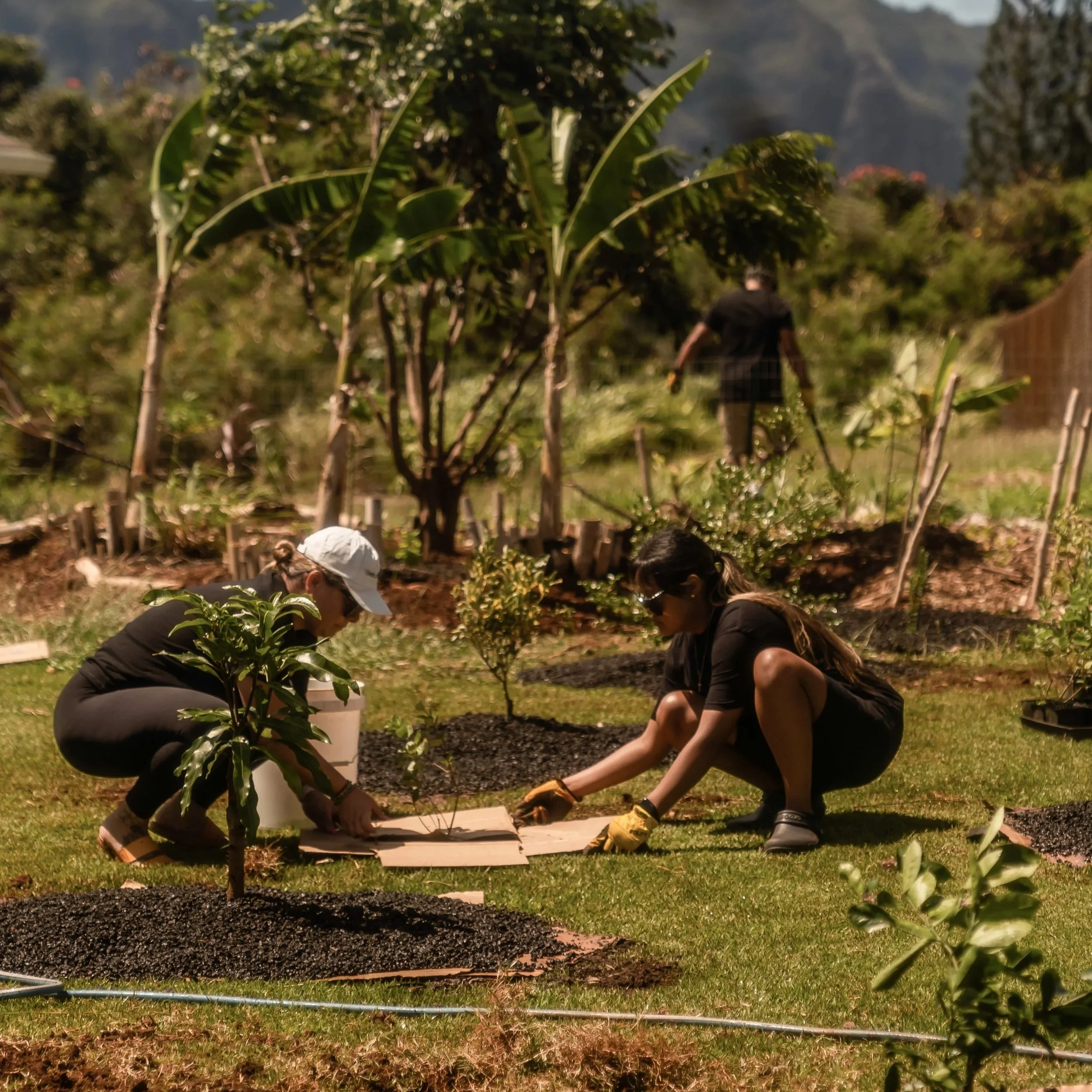 A woman wearing a straw hat, sunglasses, and casual clothing is planting or tending a garden with a shovel. The garden has small trees, possibly banana plants, with a background of lush greenery, mountains, and a fence.