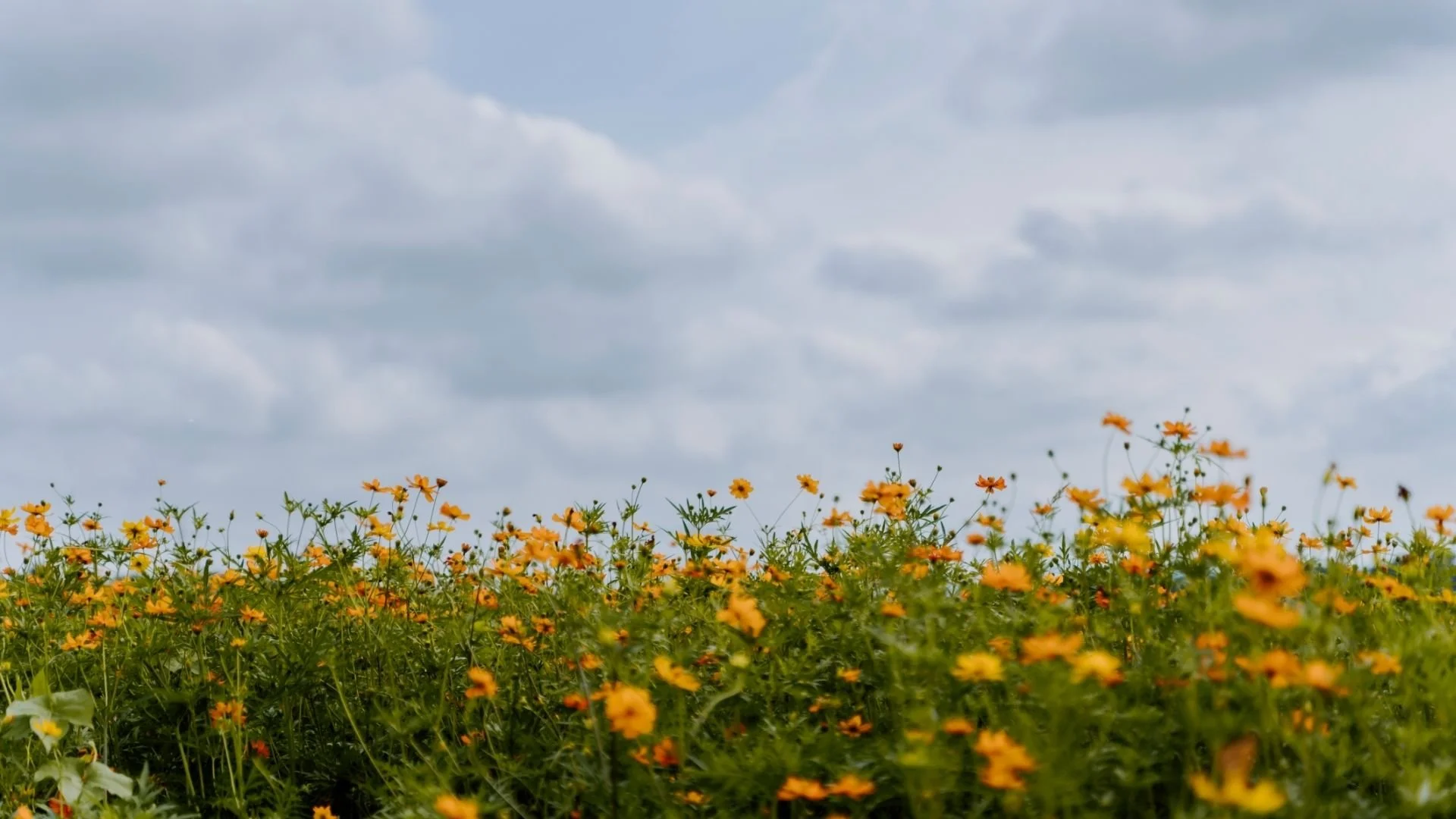 Therapy for Low Self-Esteem - How can psychotherapy and counselling help?