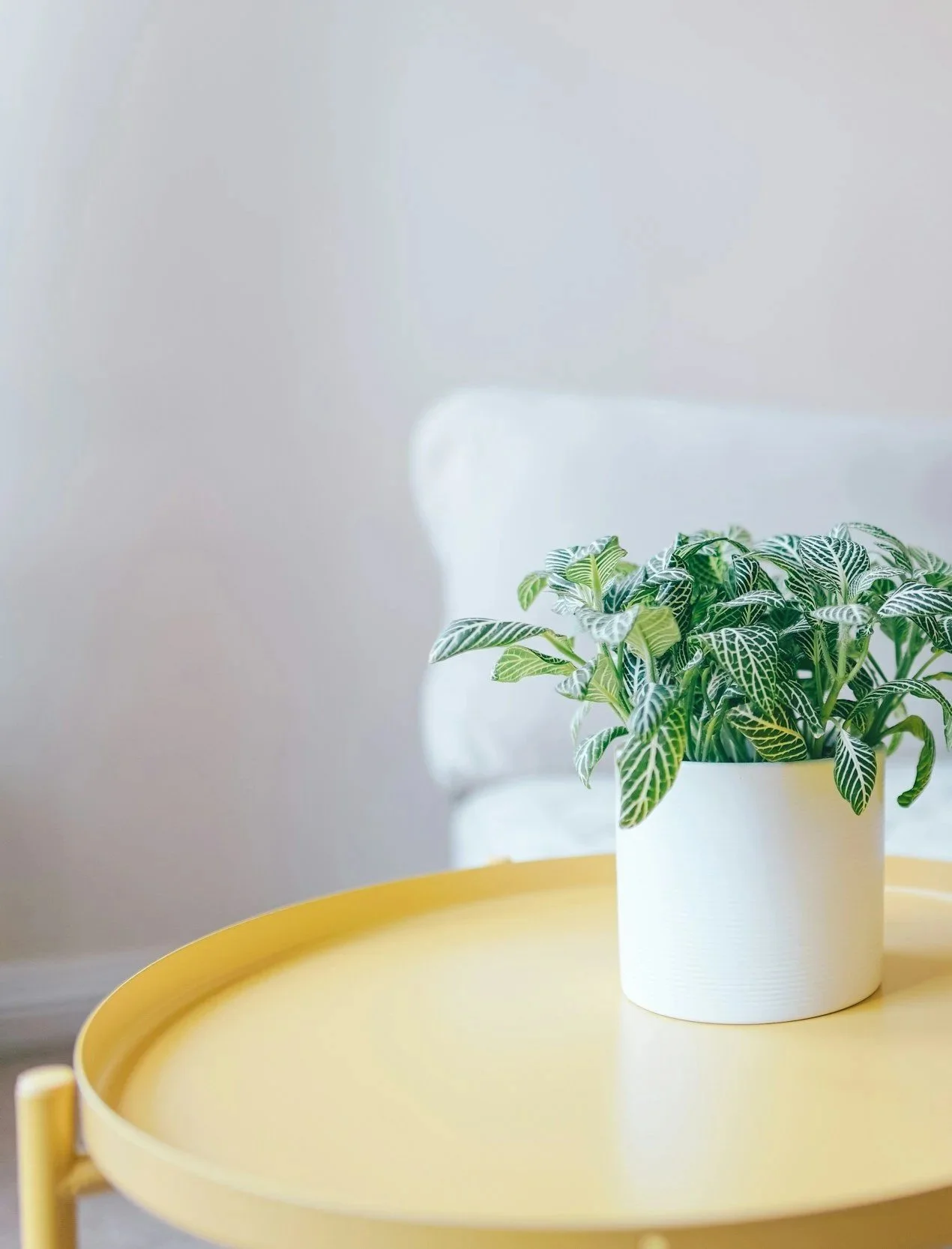 Lamplight Psychology Therapy Assessments Telehealth Gladesville Sydney